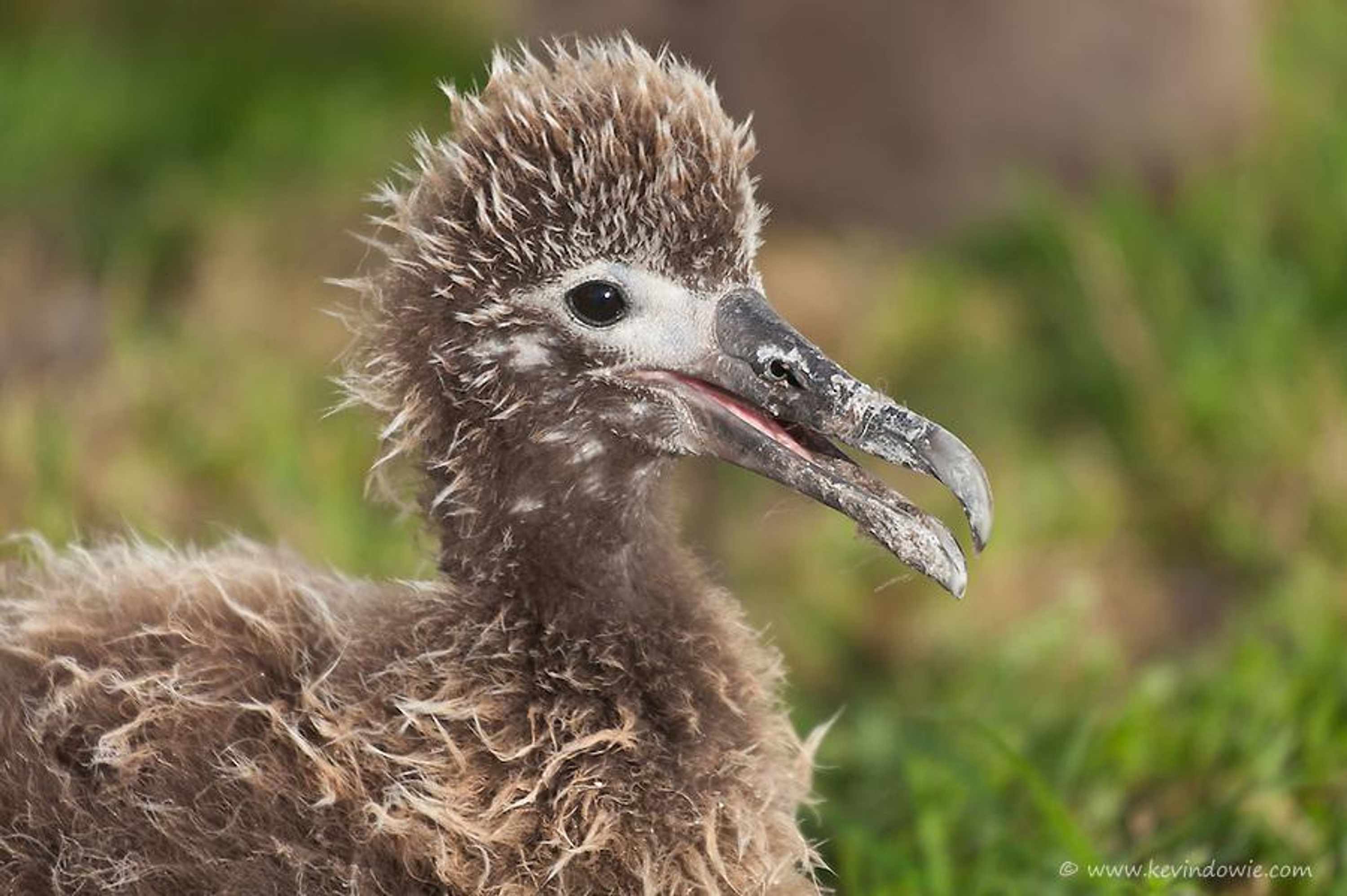 20110412-laysan-albatross-chick-midway-island-0861
