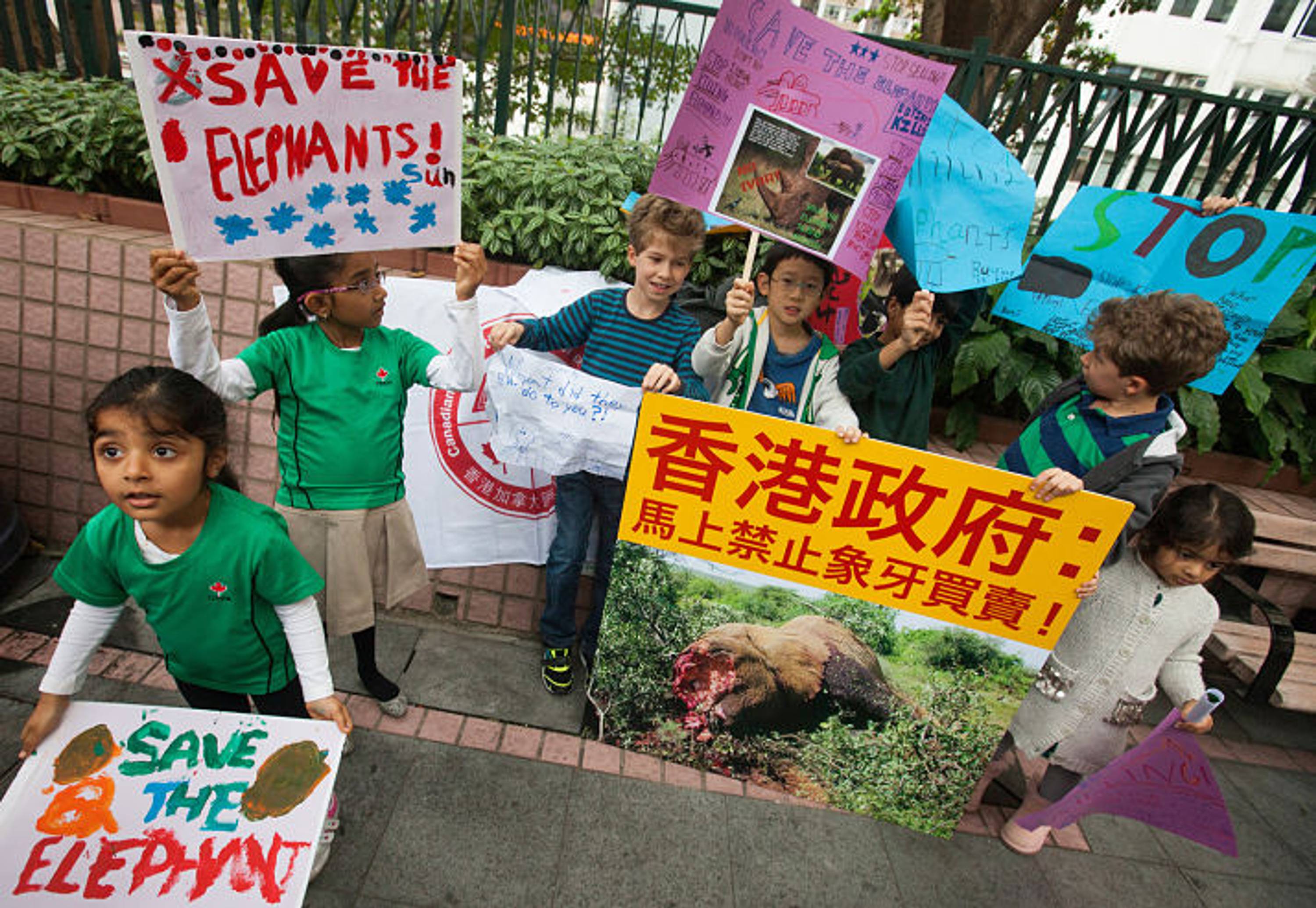 Children protest against Hong Kong&#39;s legal ivory trade in the city&#39;s ivory selling district of Hollywood Road and Queen&#39;s Road Central, Sheung Wan, Hong Kong, China, 14 March 2015.  According to Kenya-based NGO &#39;Save the Elephants&#39;, 100,000 elephants were illegally-killed for their tusks from 2010 to 2012, a poaching crisis driven in large part by consumers in Hong Kong and China.