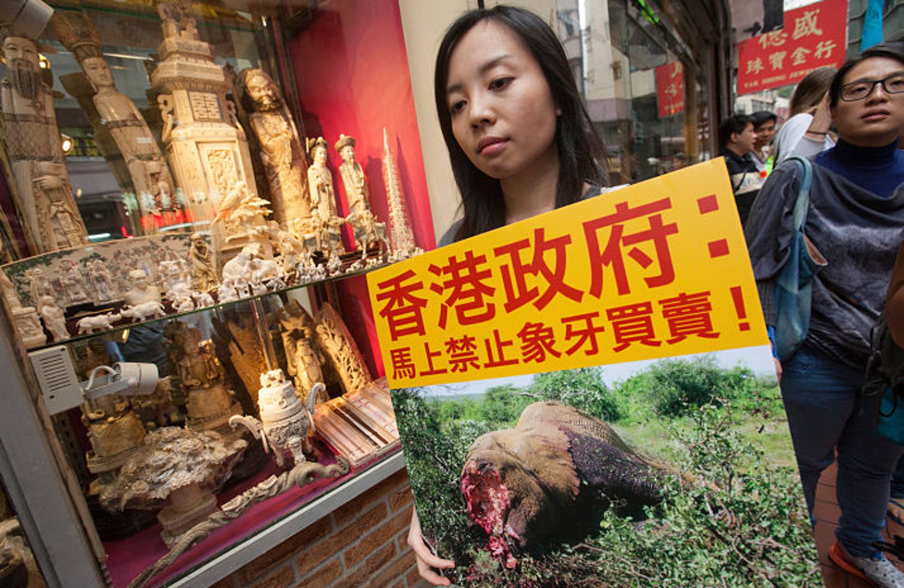 A woman holds a picture of a dead elephant with a Chinese slogan saying &#39;Hong Kong Government: Ban the ivory trade&#39; outside a shop selling ivory during protest against Hong Kong&#39;s legal ivory trade in the city&#39;s main ivory selling district of Hollywood Road and Queen&#39;s Road Central, Sheung Wan, Hong Kong, China, 14 March 2015.  According to Kenya-based NGO &#39;Save the Elephants&#39;, 100,000 elephants were illegally-killed for their tusks from 2010 to 2012, a poaching crisis driven in large part by consumers in Hong Kong and China.