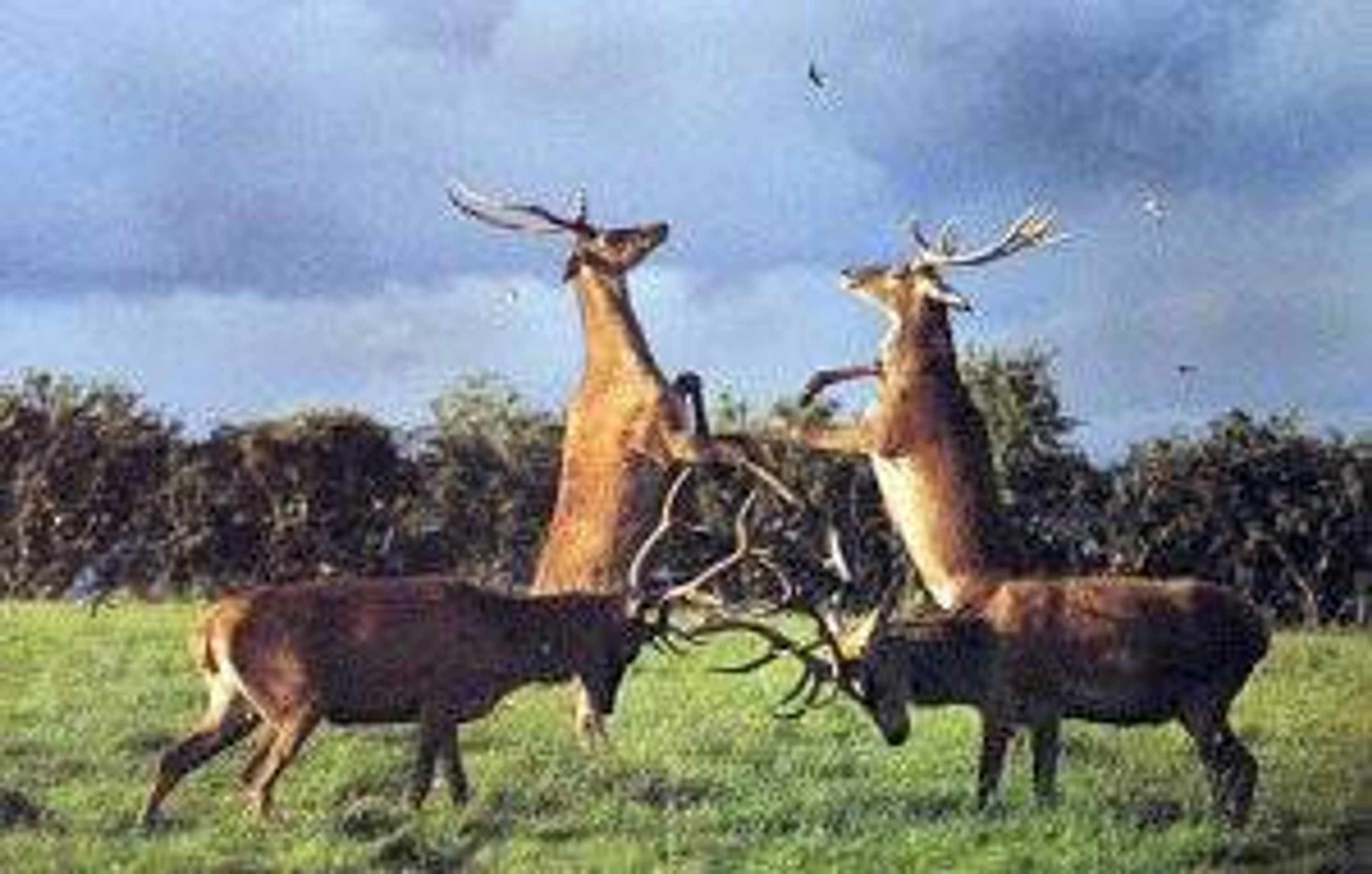 4 stags