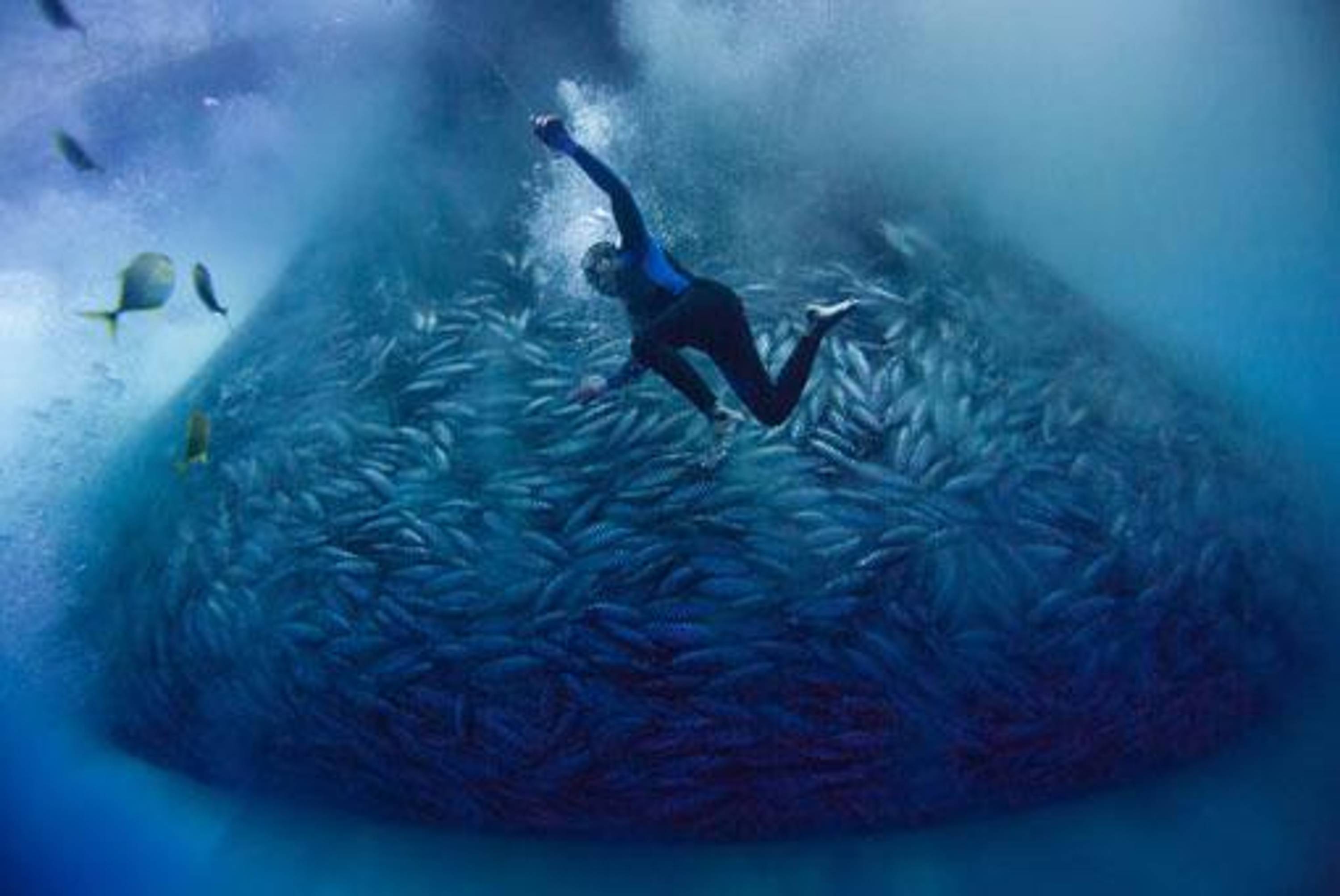 Overfishing by Alex Hofford