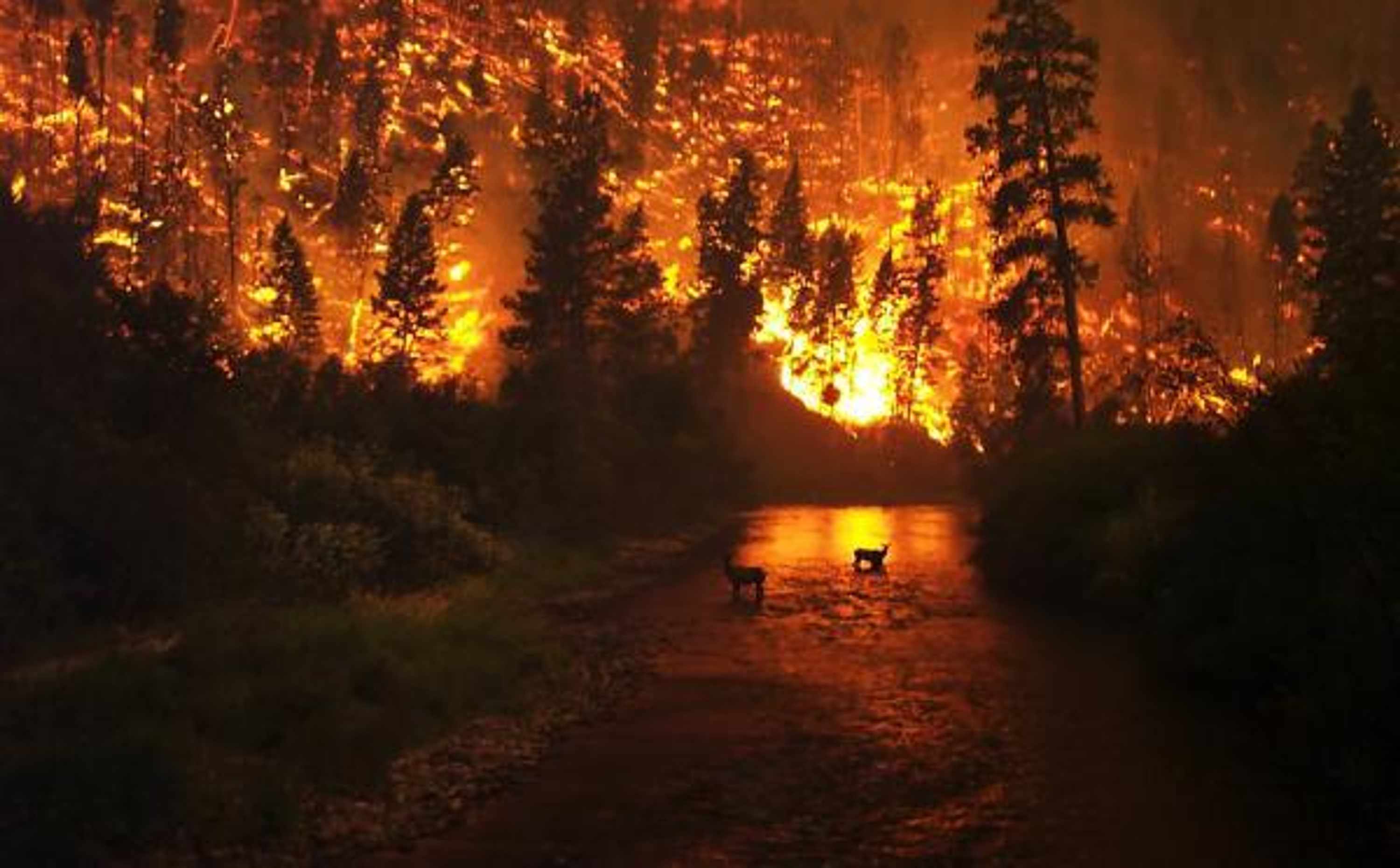 Another-global-warming-effect---forest-fires-pictured-here-two-elks-caught-wildfire-Bitterroot-Natio