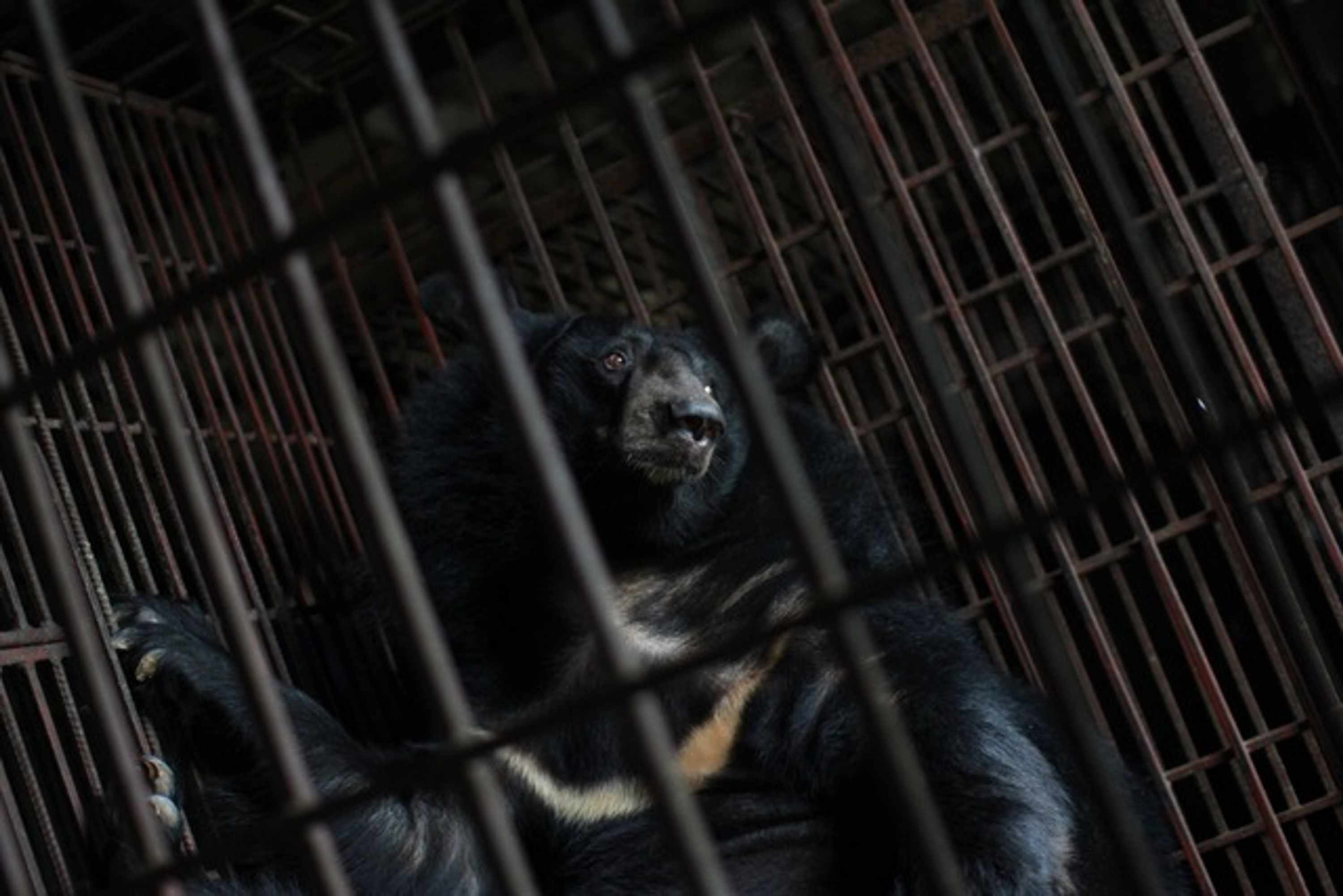 Bile Bear Seen Through Cage