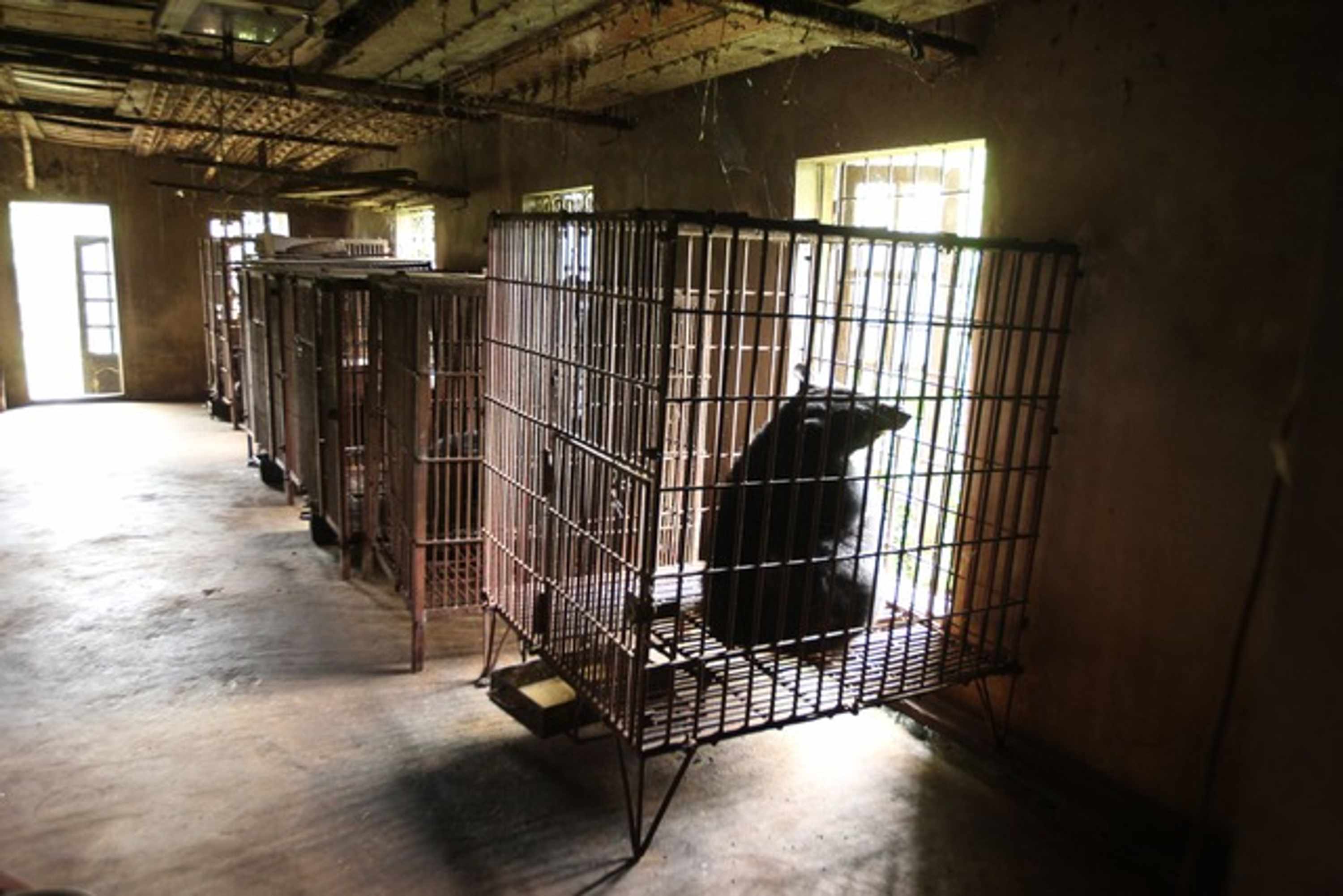 Bile Bears Cages