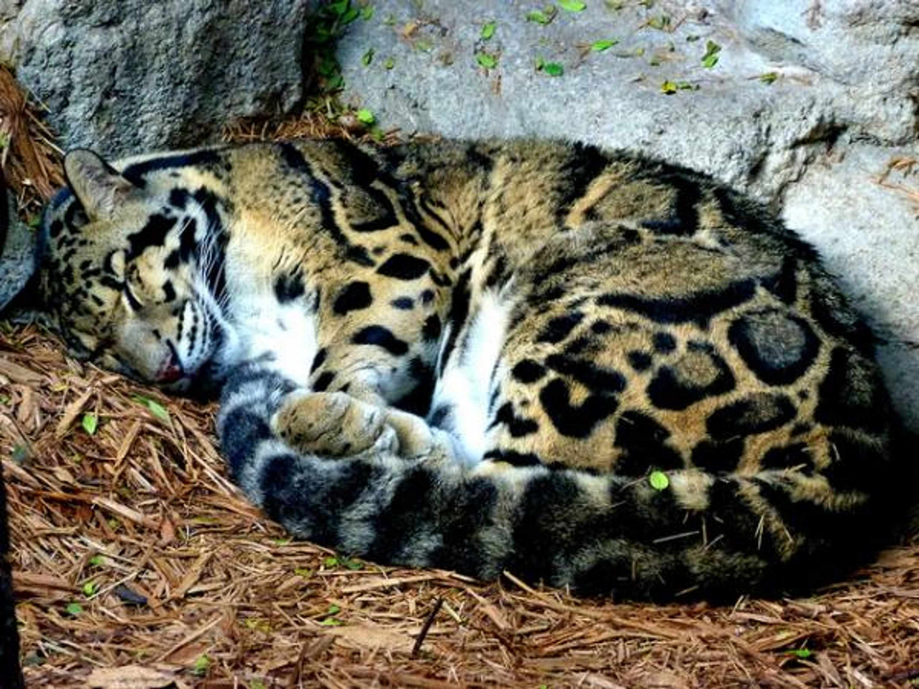 A Clouded Leopard sleeping