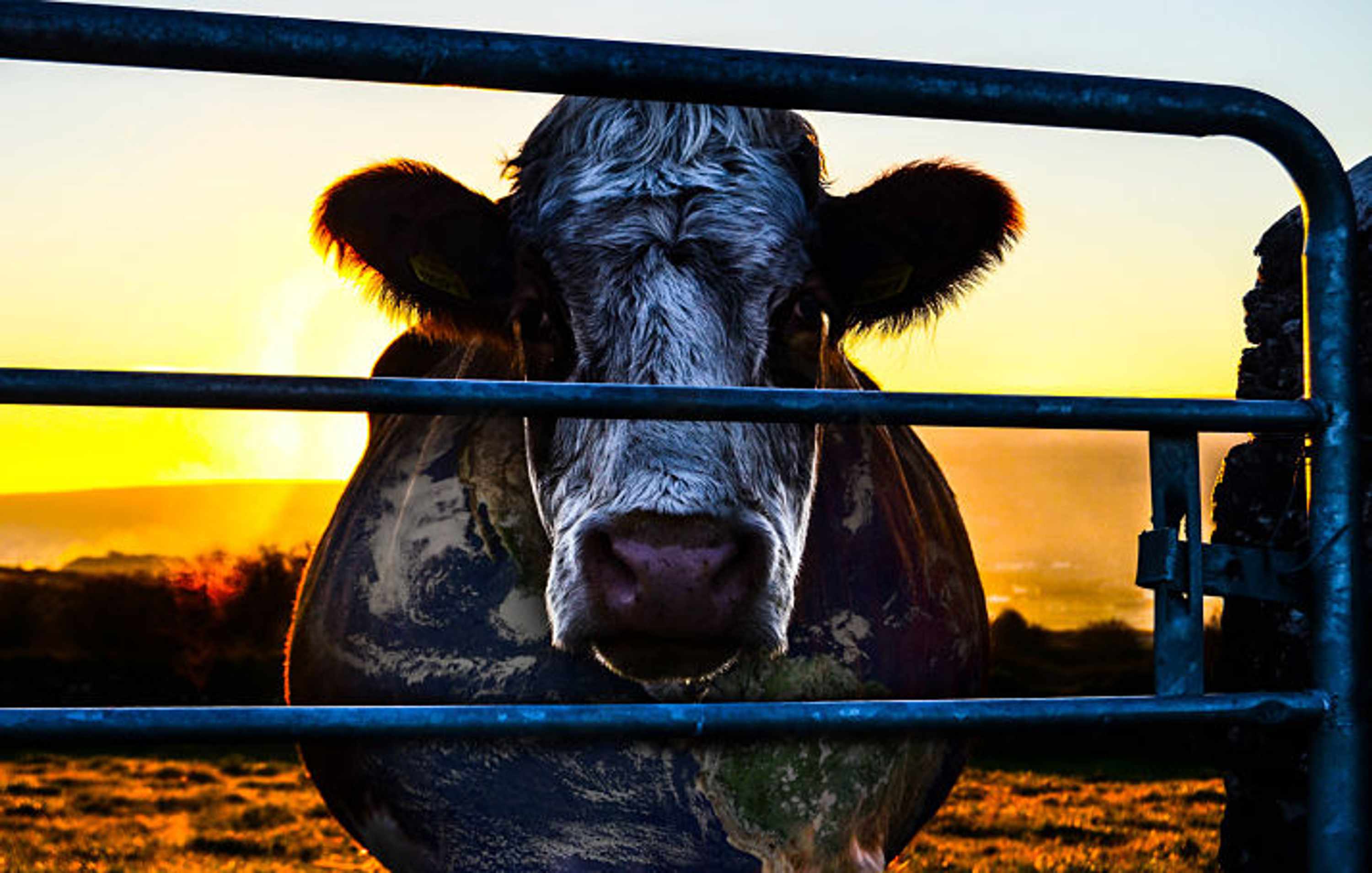 Cowspiracy Cow_opt