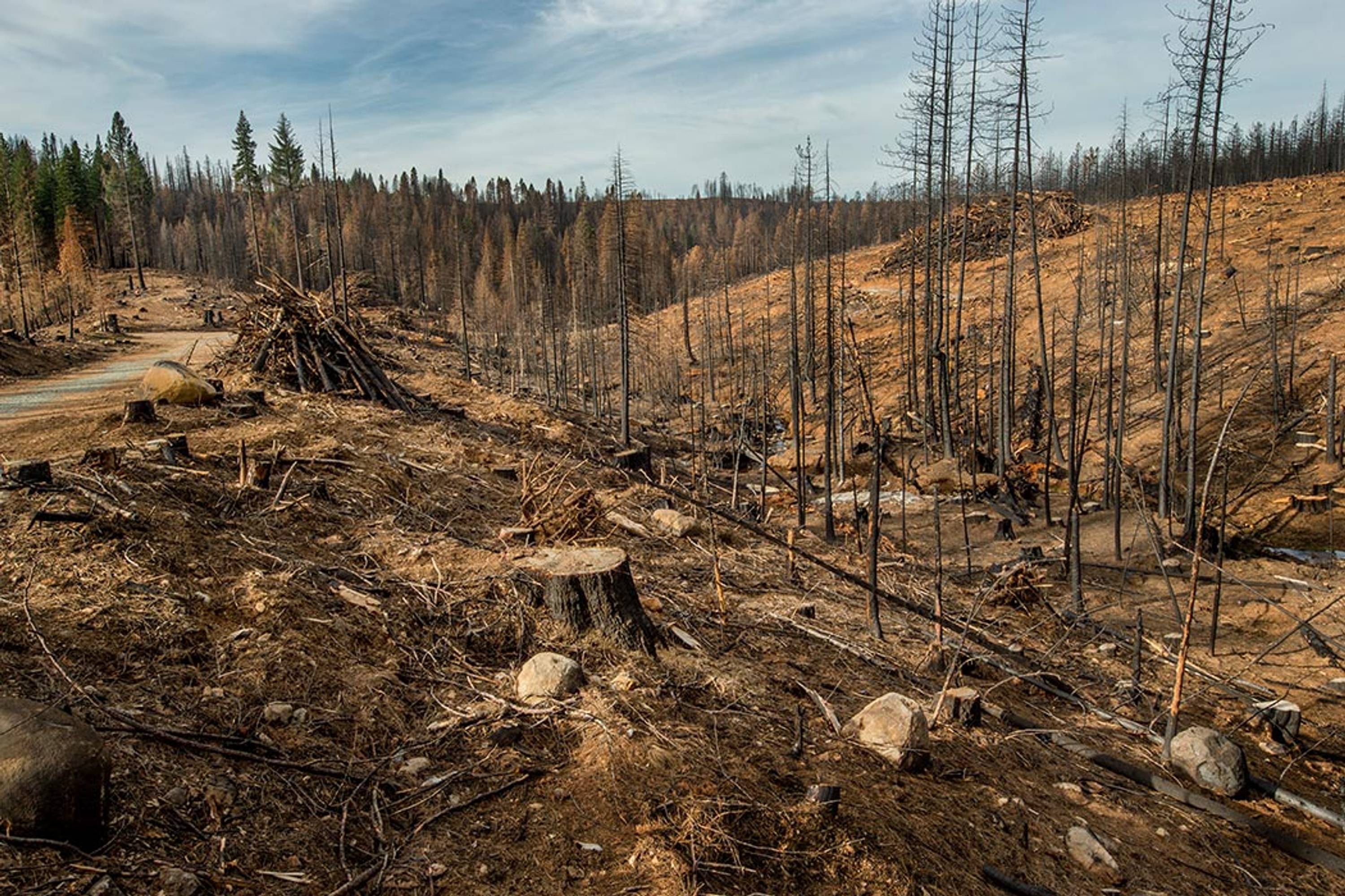 Последствия обезлесения леса