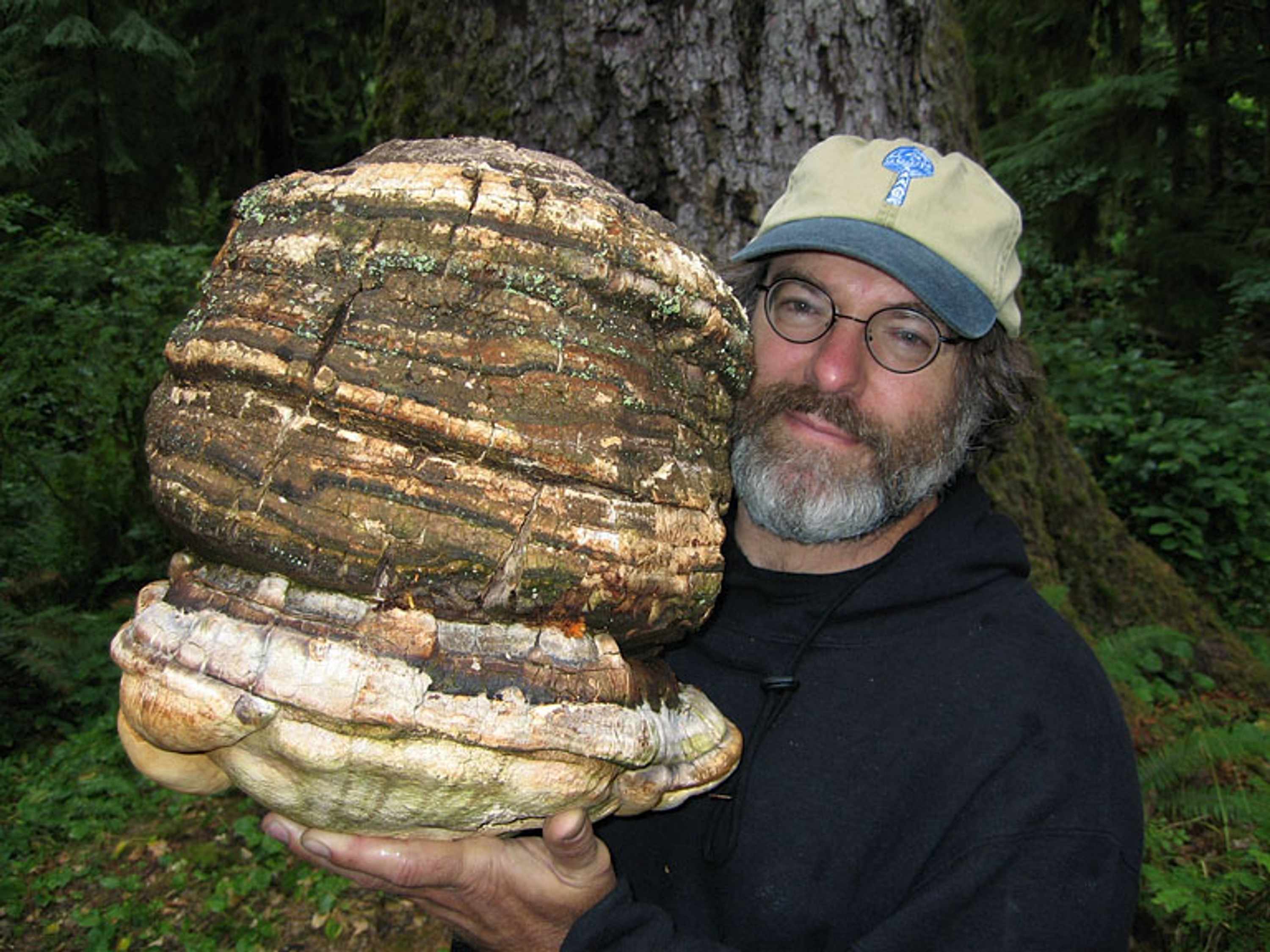Dr. Paul Stamets with an agarikon fungus 