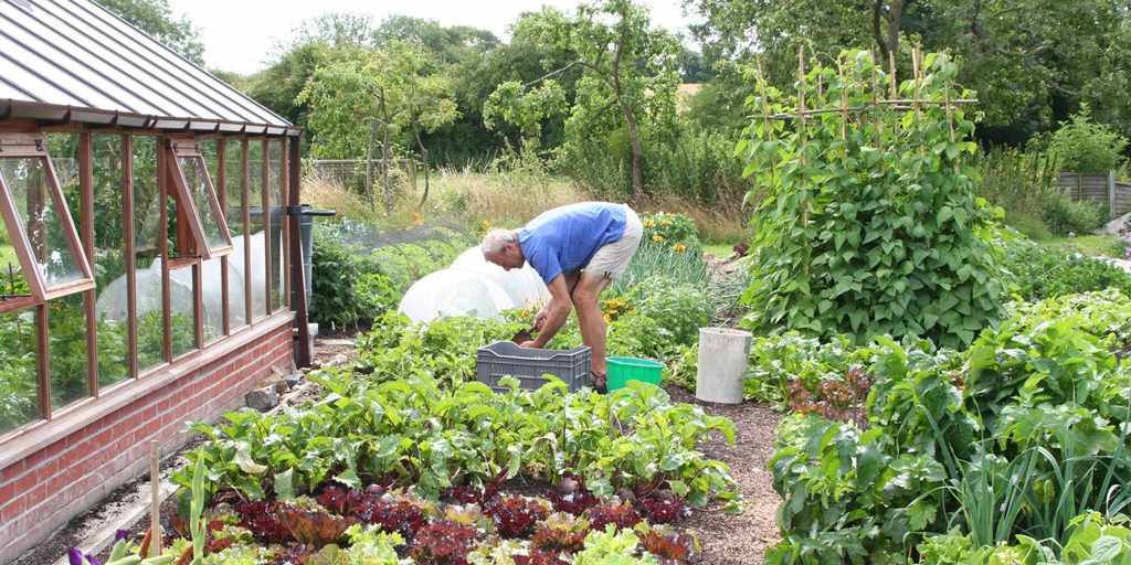 Organic Gardening: The natural no-dig way