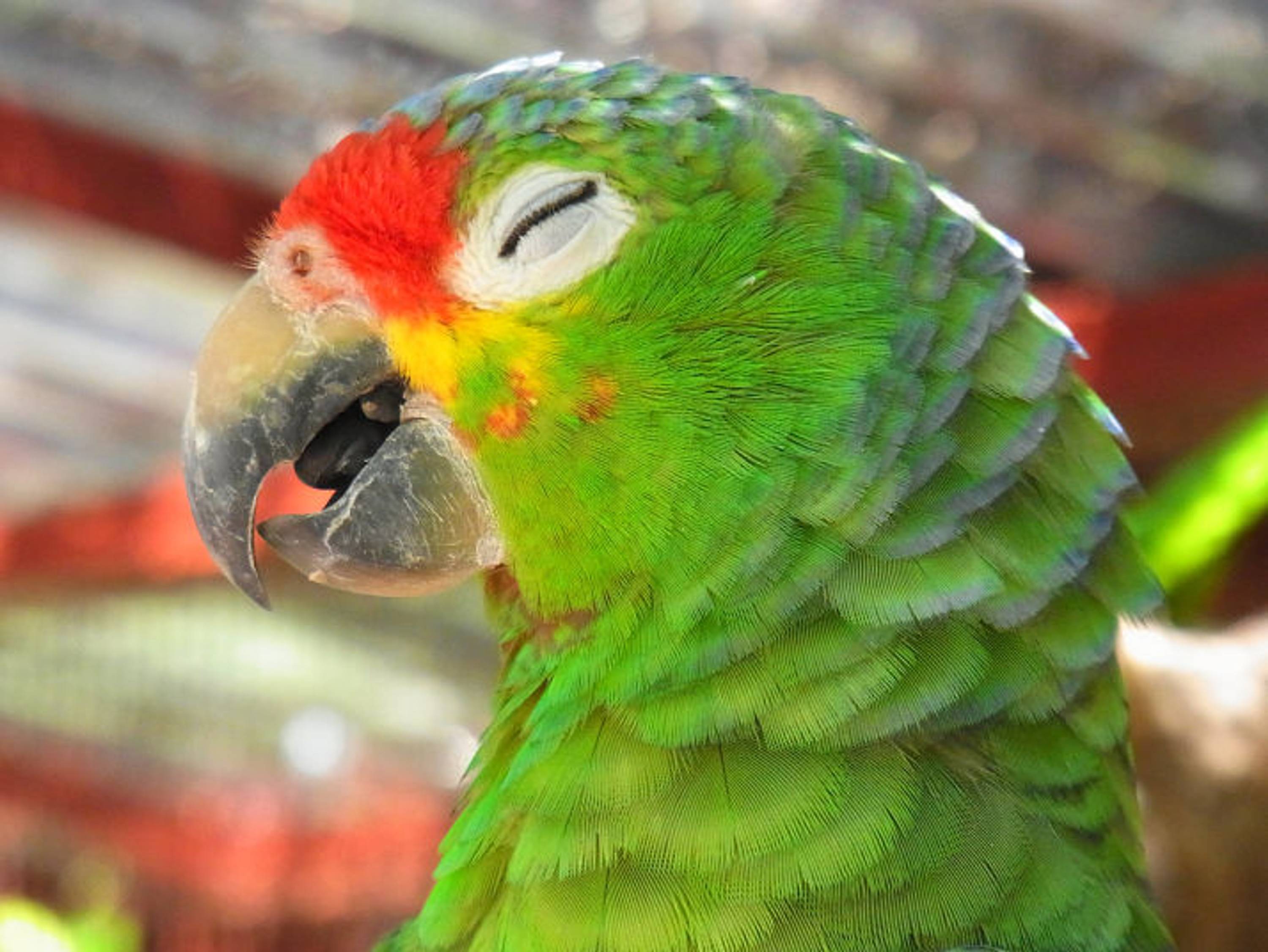 Macaw © Chris Redston