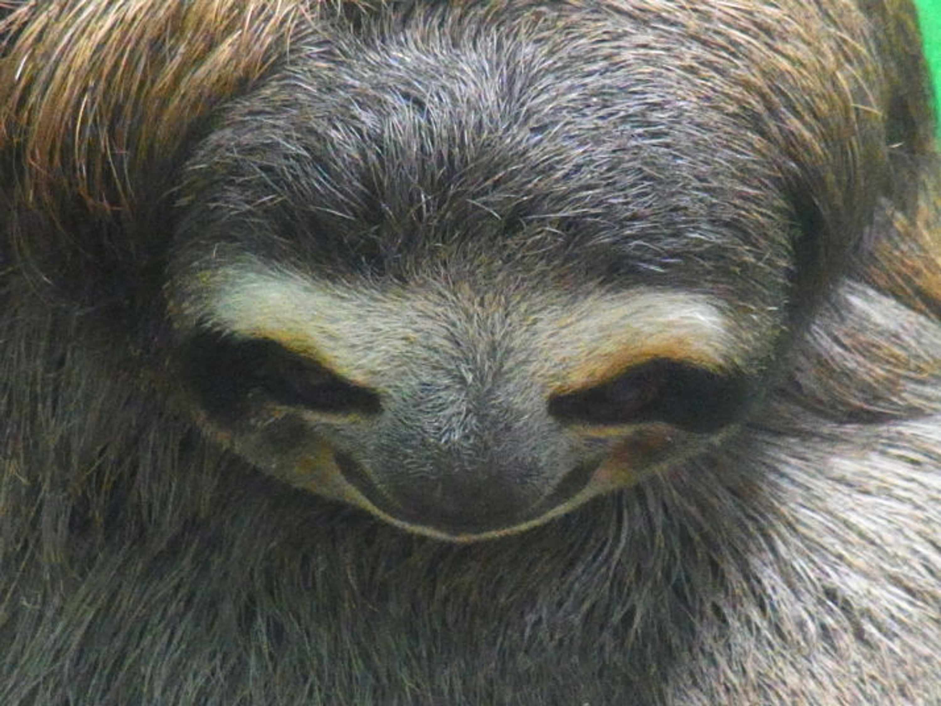 Giant Sloth © Chris Redston