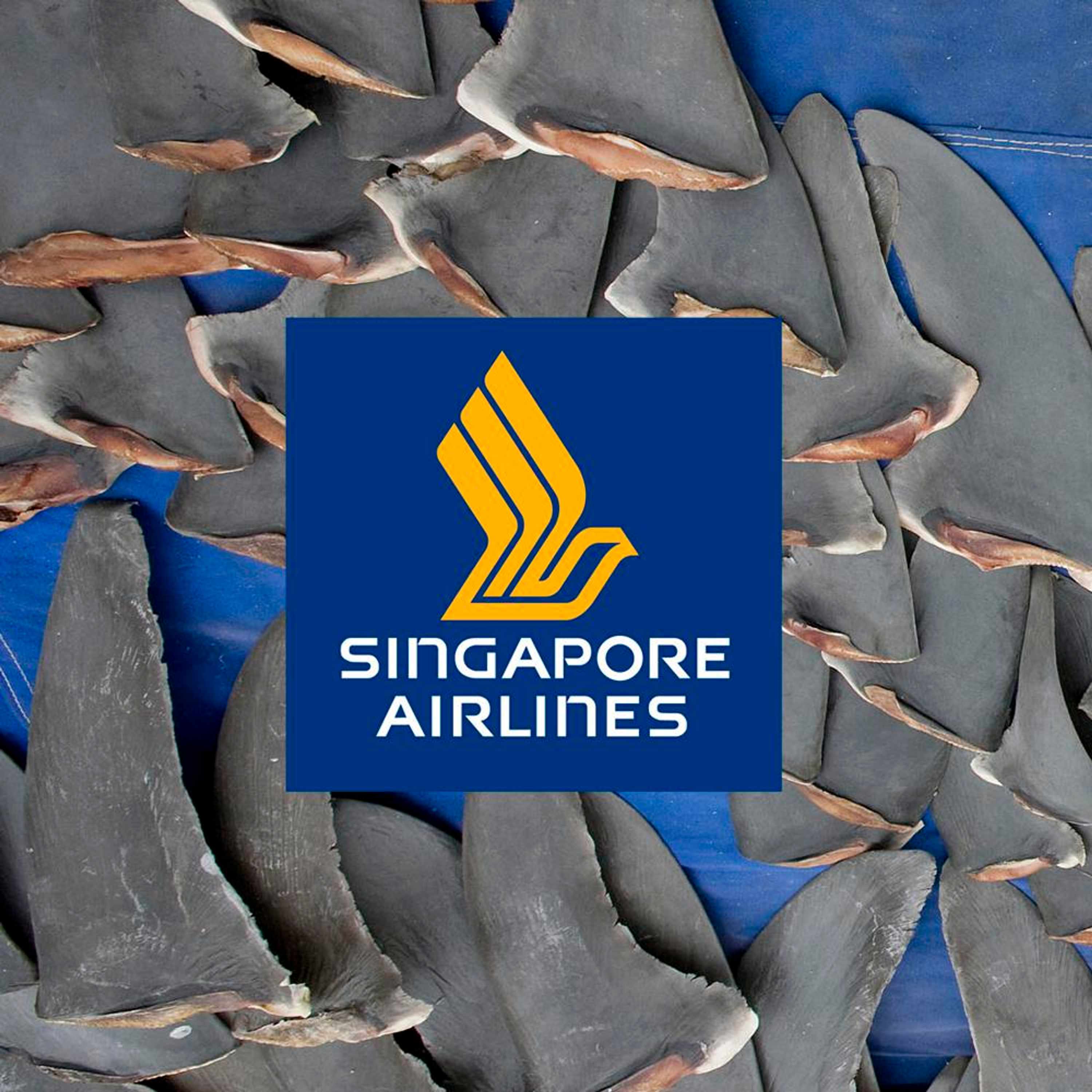Singapore Airlines Shark Fin