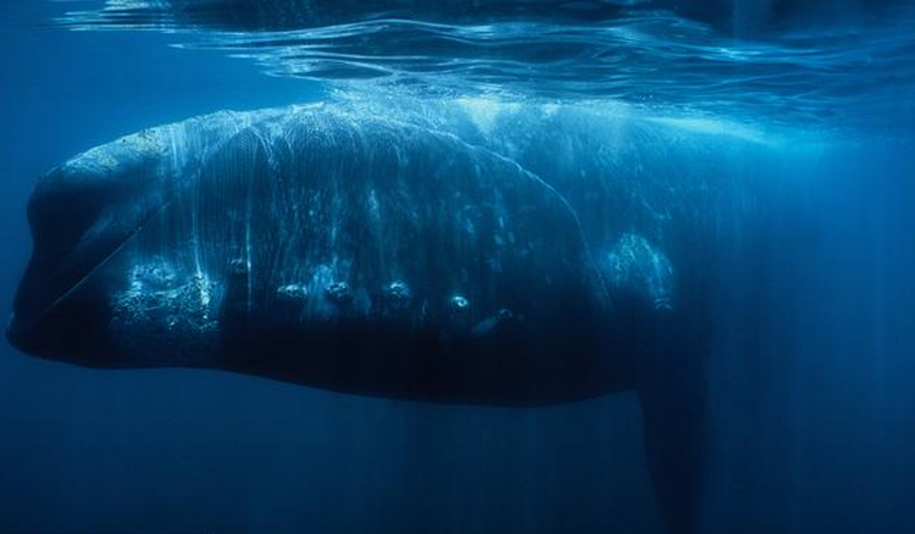 Right Whale - “males compete not by fighting but by trying to out-compete each other… in the sheer quantity of sperm that they pass to females in frequent and promiscuous couplings from their prodigious testicles (each about half a tonne)”