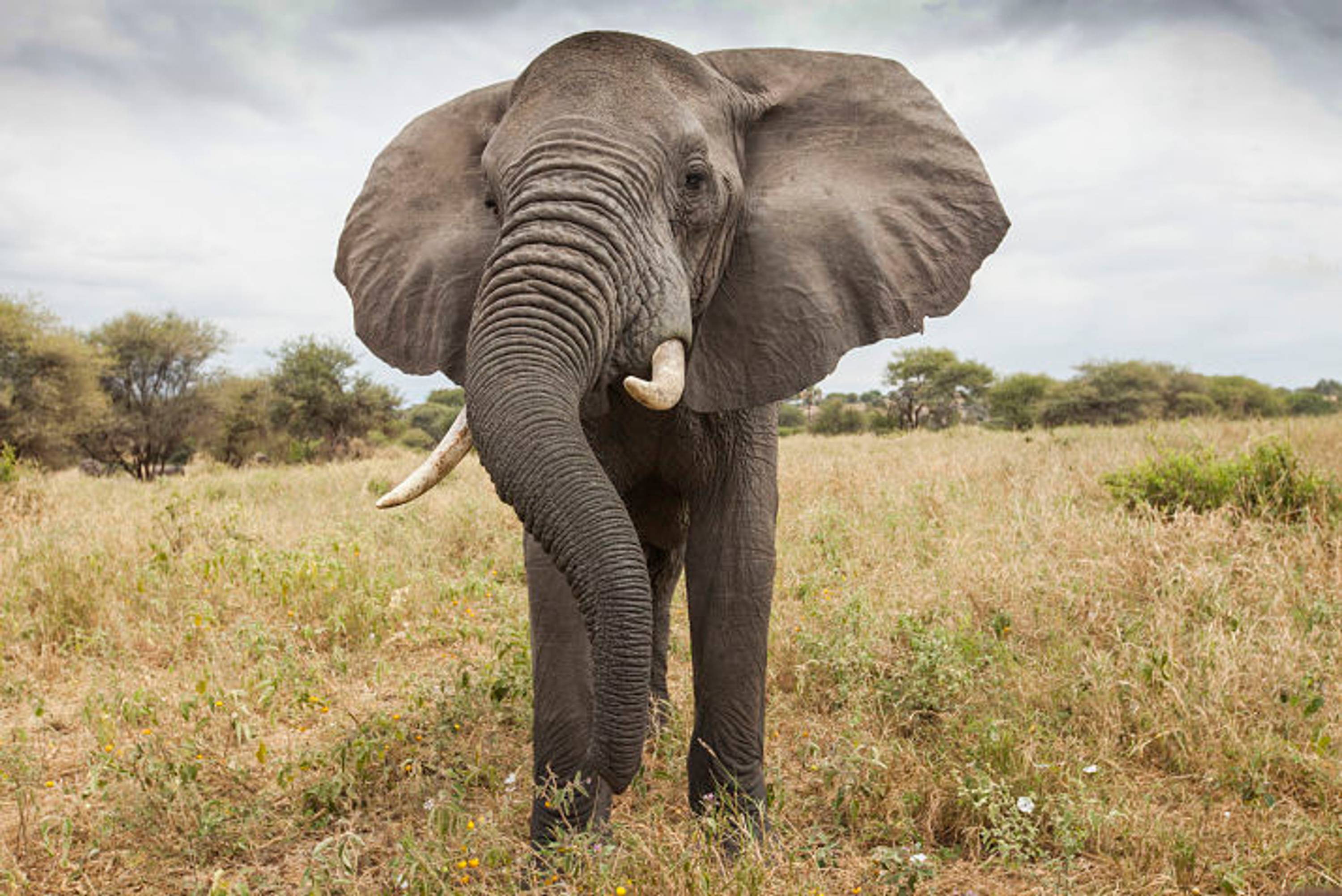 An elephant is seen in Tarangire National Park, Tanzania, 04 August 2015.