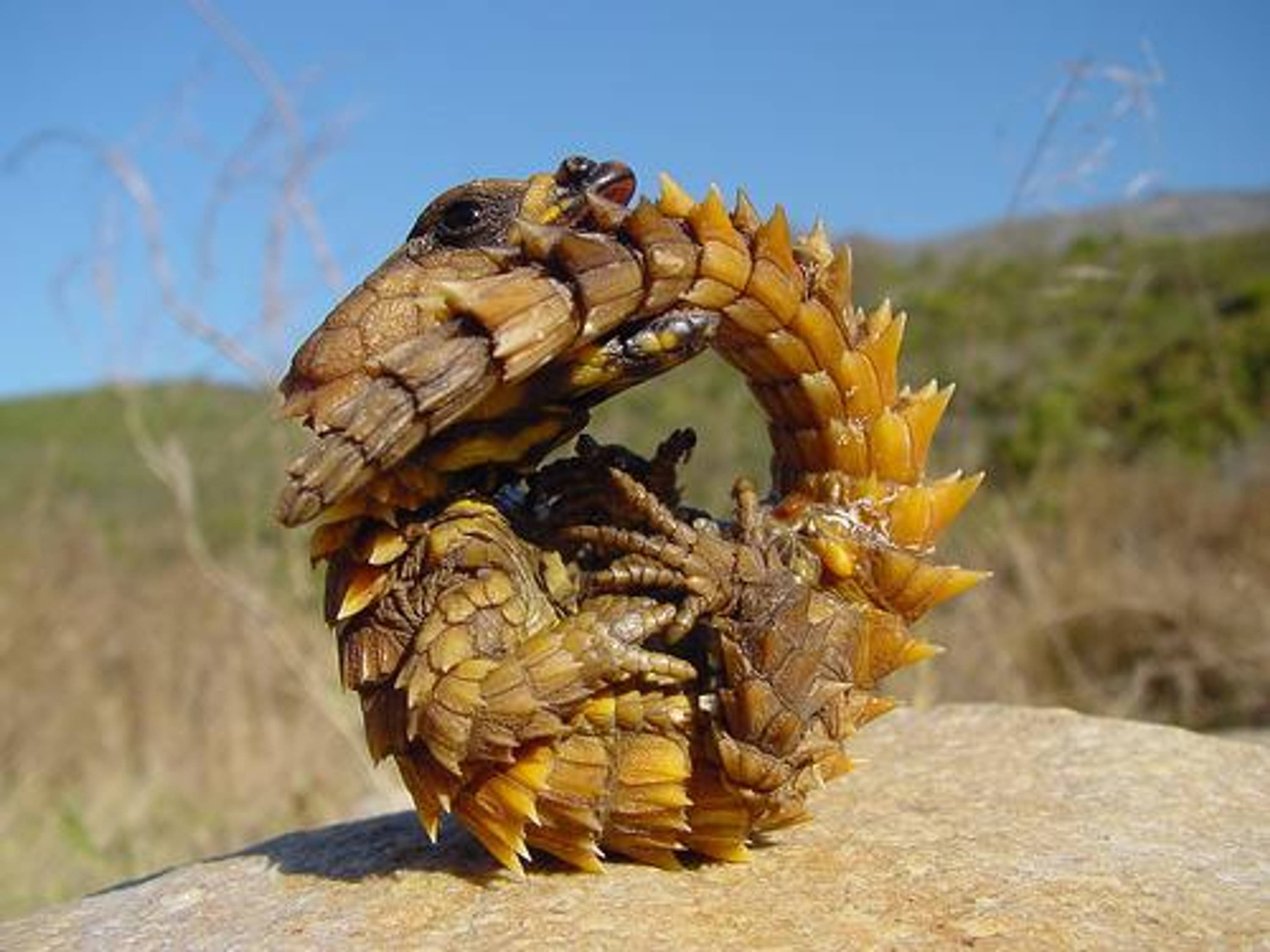 Thorny Devil - has a hydroscopic body drawing moisture from dew and rain to its mouth by capillary action allowing it to survive in arid deserts