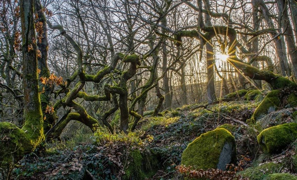 What is ancient woodland? | Ecohustler