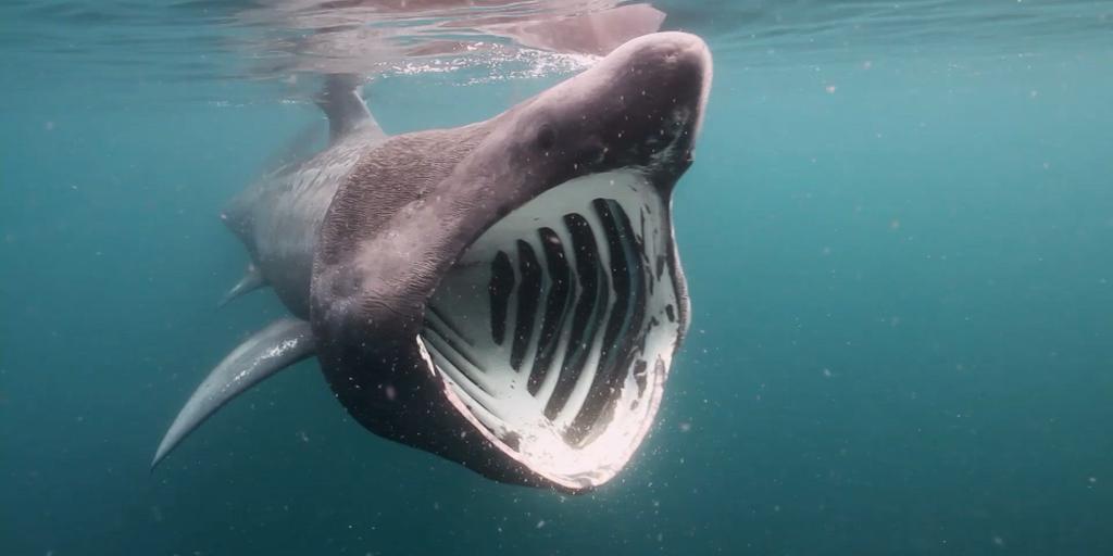 basking-shark-filmed-jumping-as-high-and-as-fast-as-a-great-white