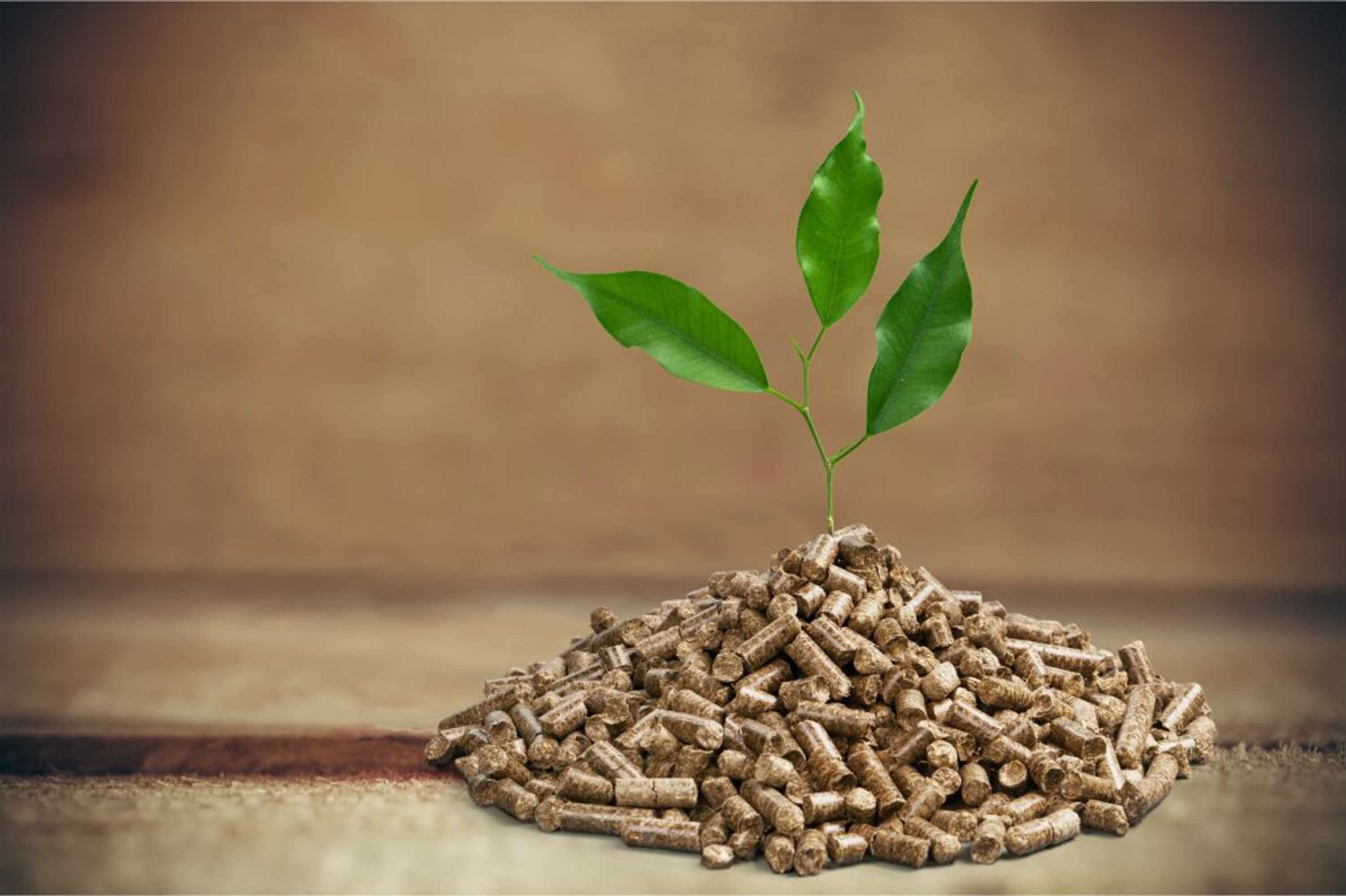 Biomass investment UK