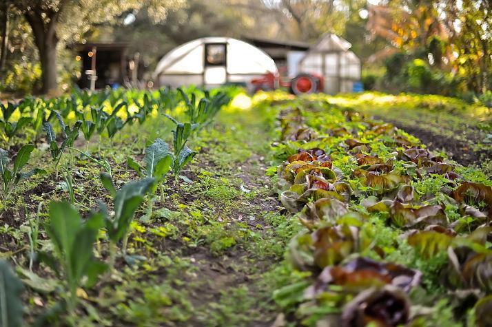 community farms, superior township, mi