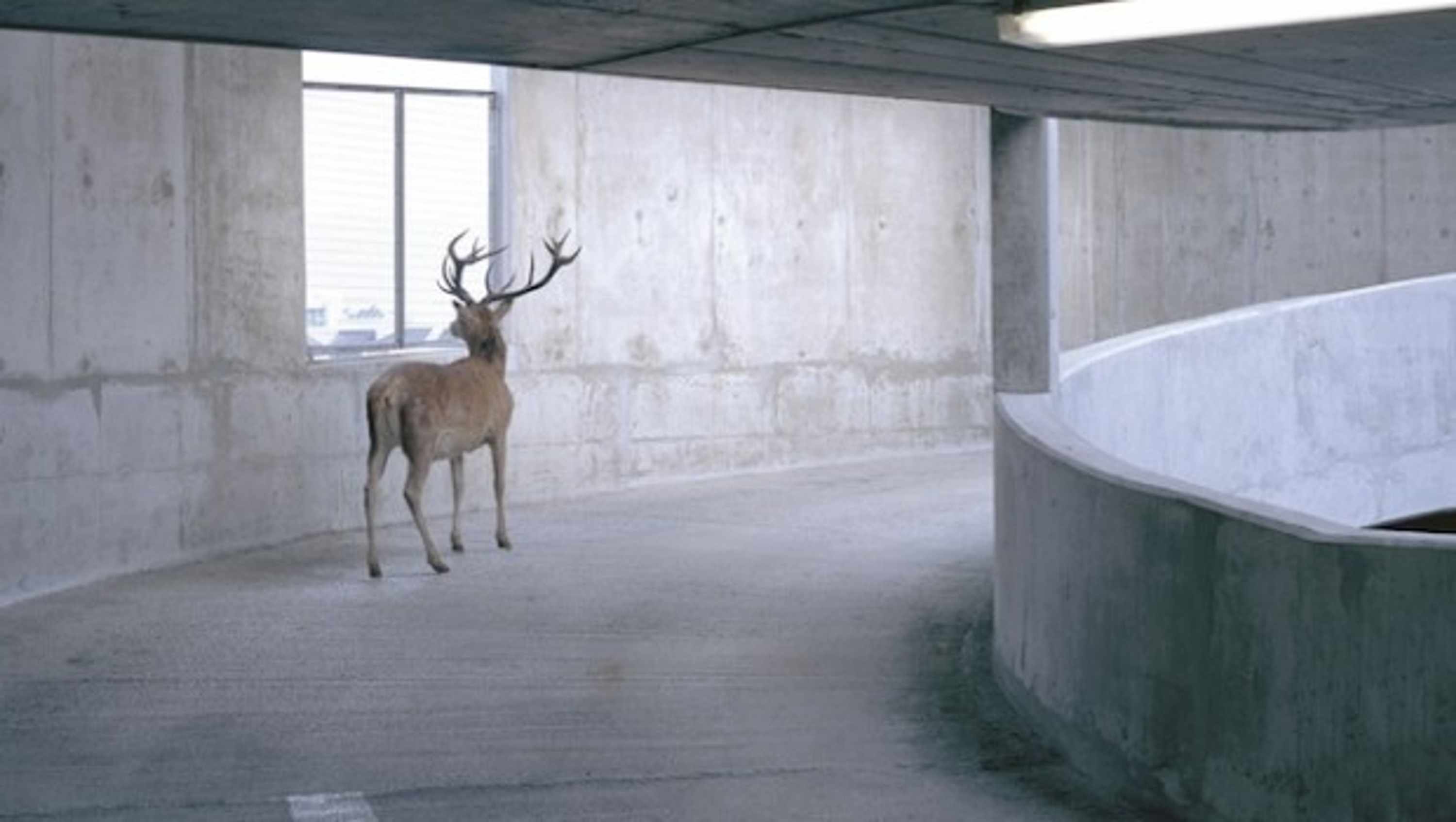 deer car park