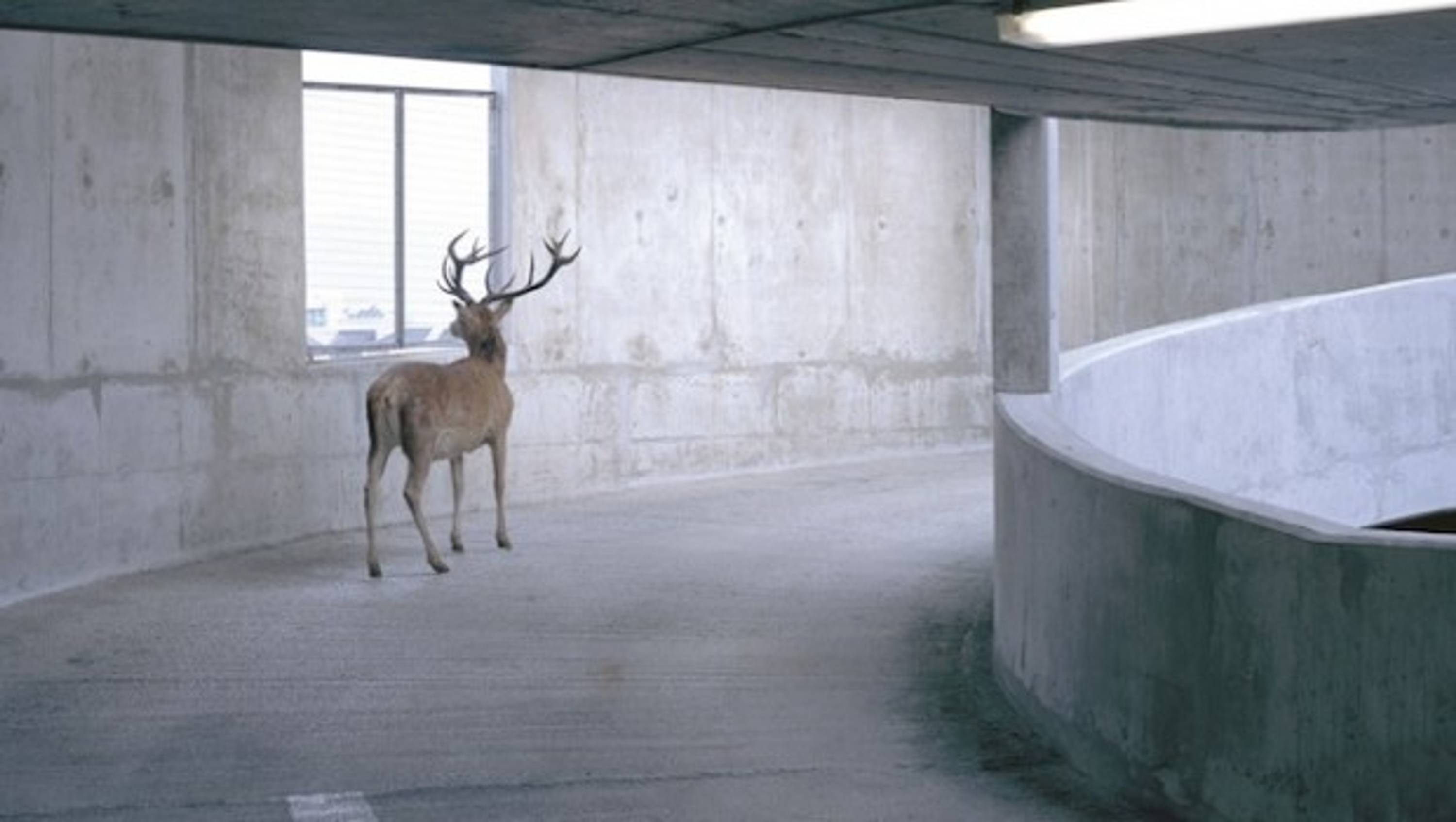 deer car park