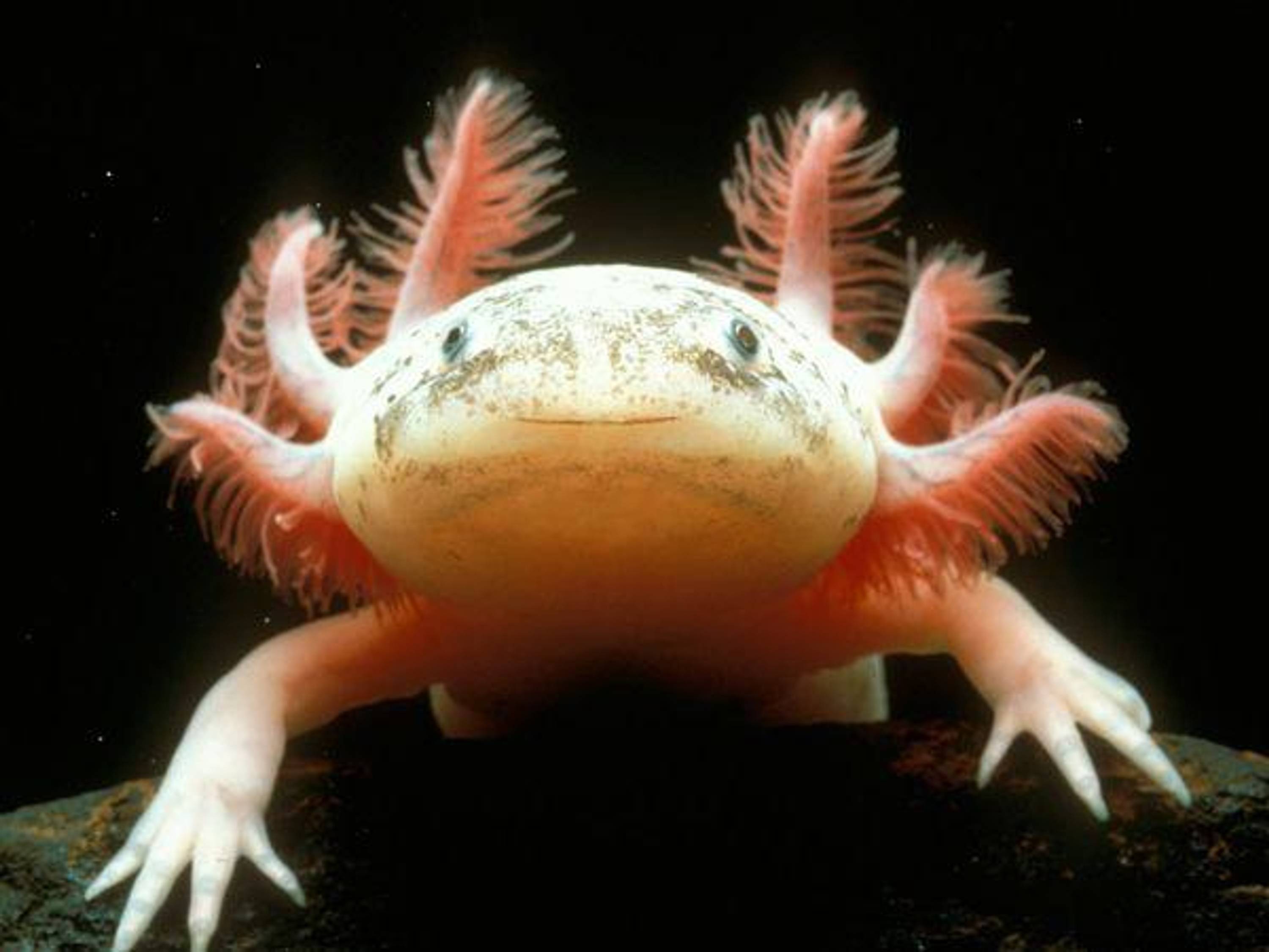 mexican-axolotl