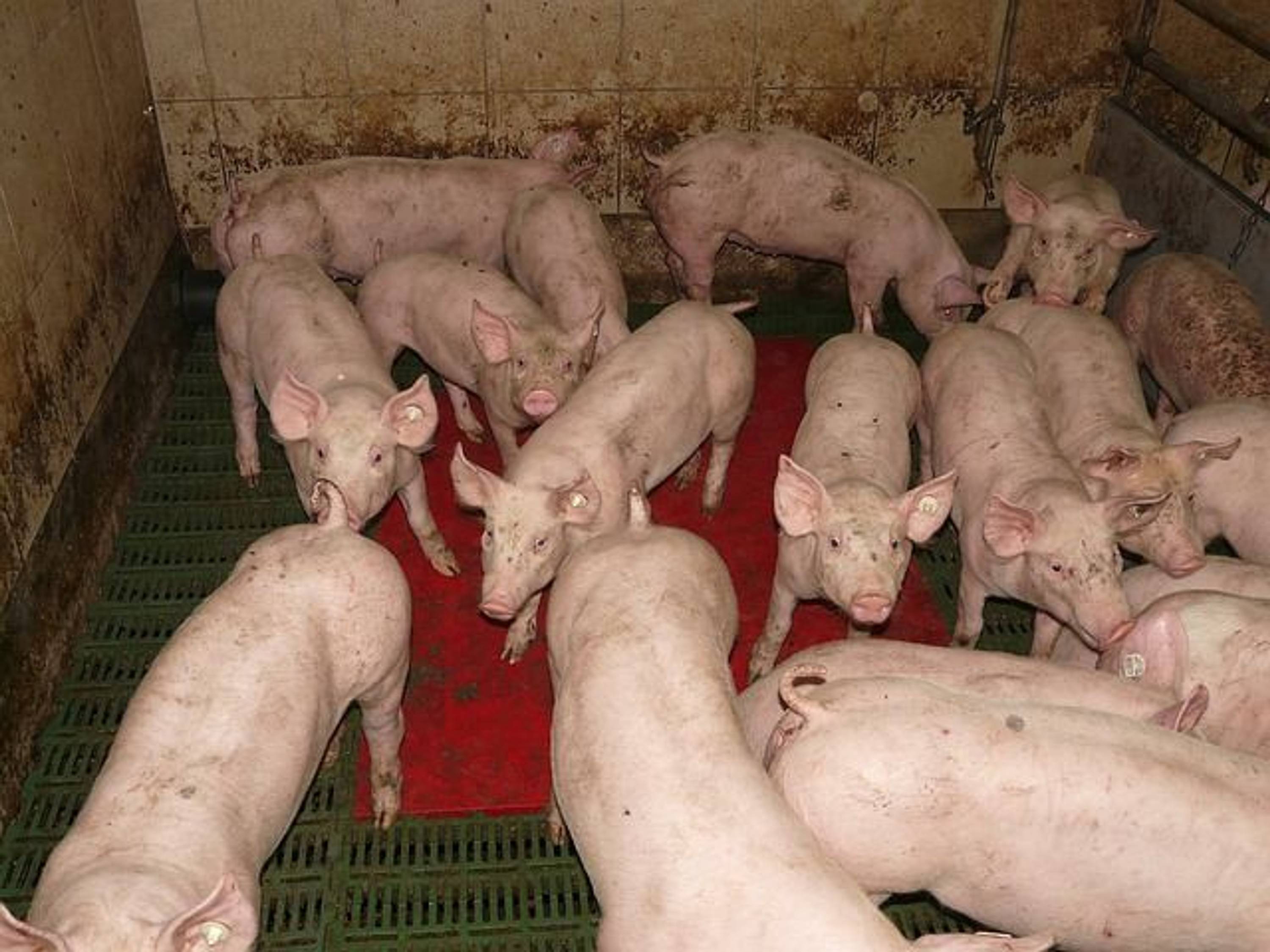 Pigs in British factory farm