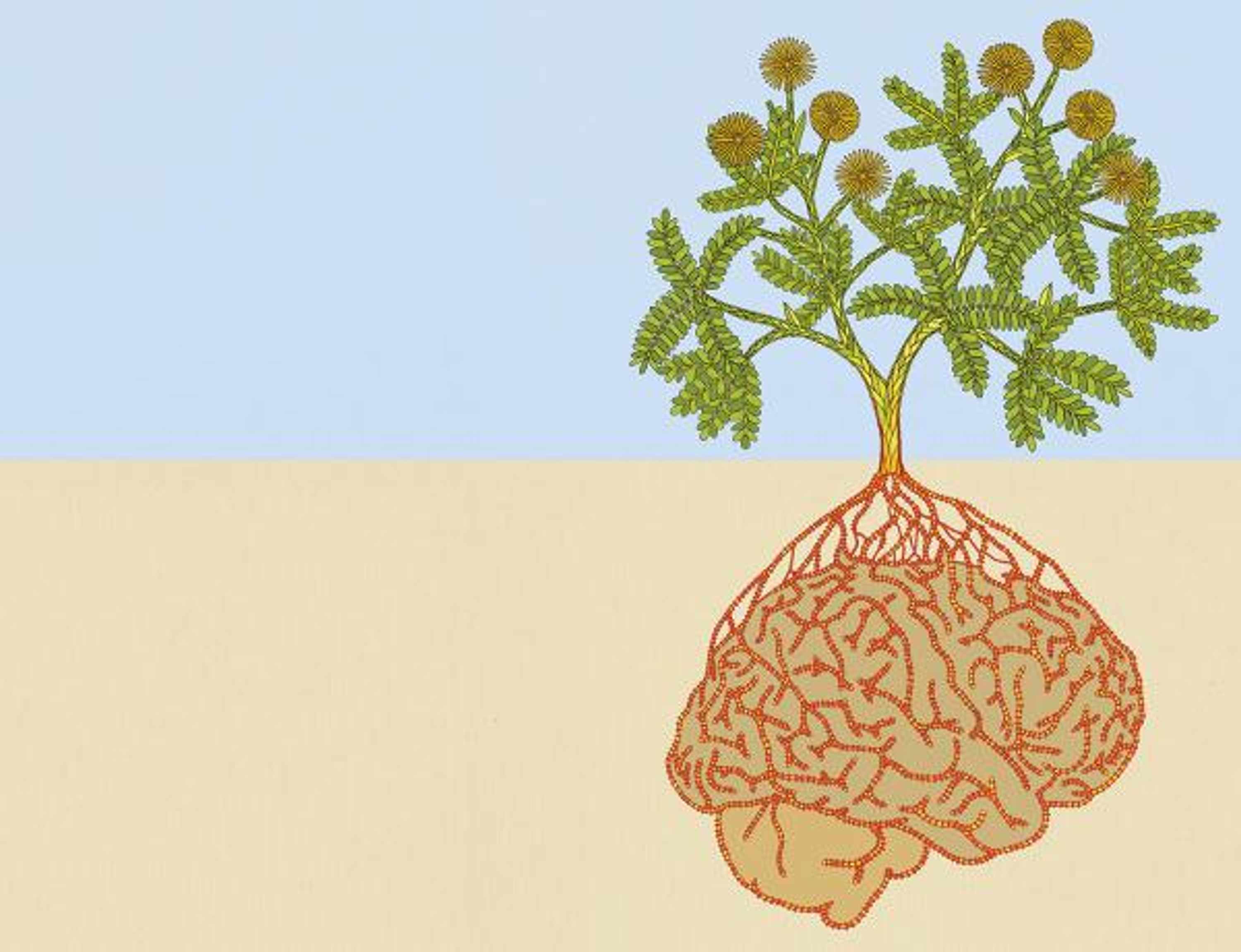 plant brain