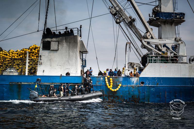 Sea Shepherd returns to Gabon to help combat illegal fishing in Africa ...