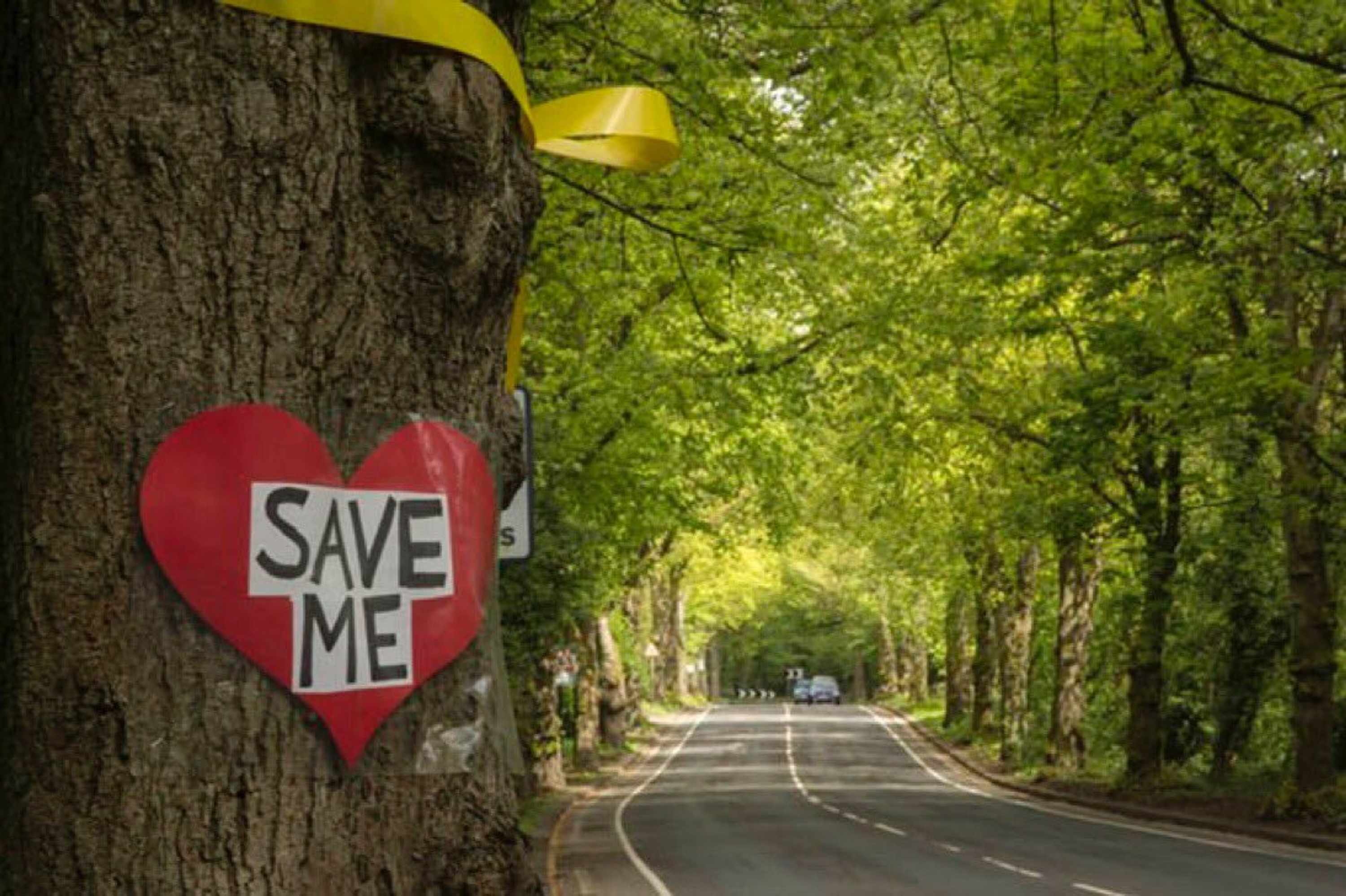 Save Sheffield trees