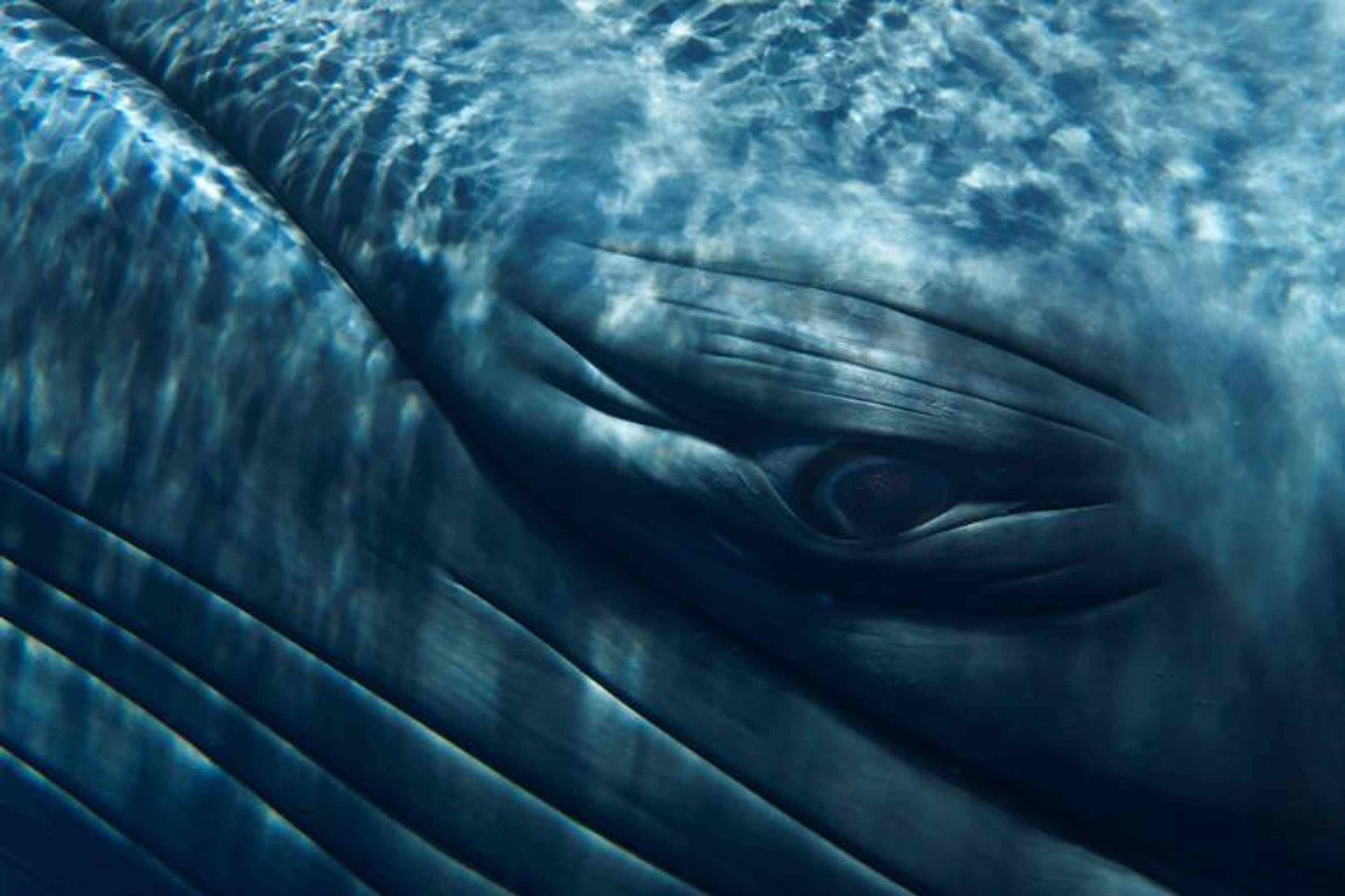 whale eye