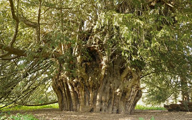 The Extraordinary Legend Of The Yew Ecohustler   Yew 6 