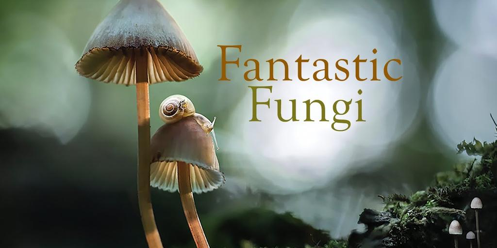 Fantastic Fungi – EcoHustler