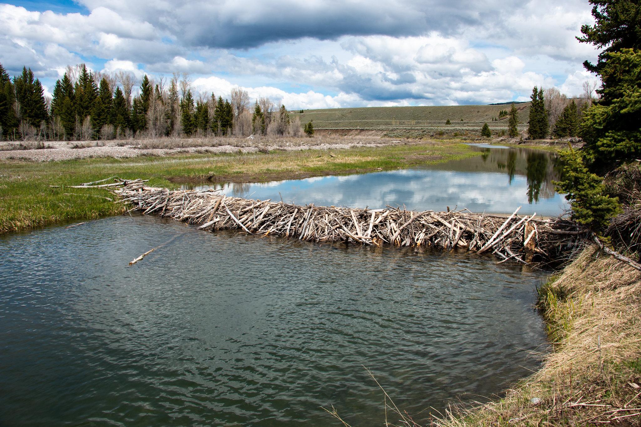 How Long Does It Take To Build A Beaver Dam