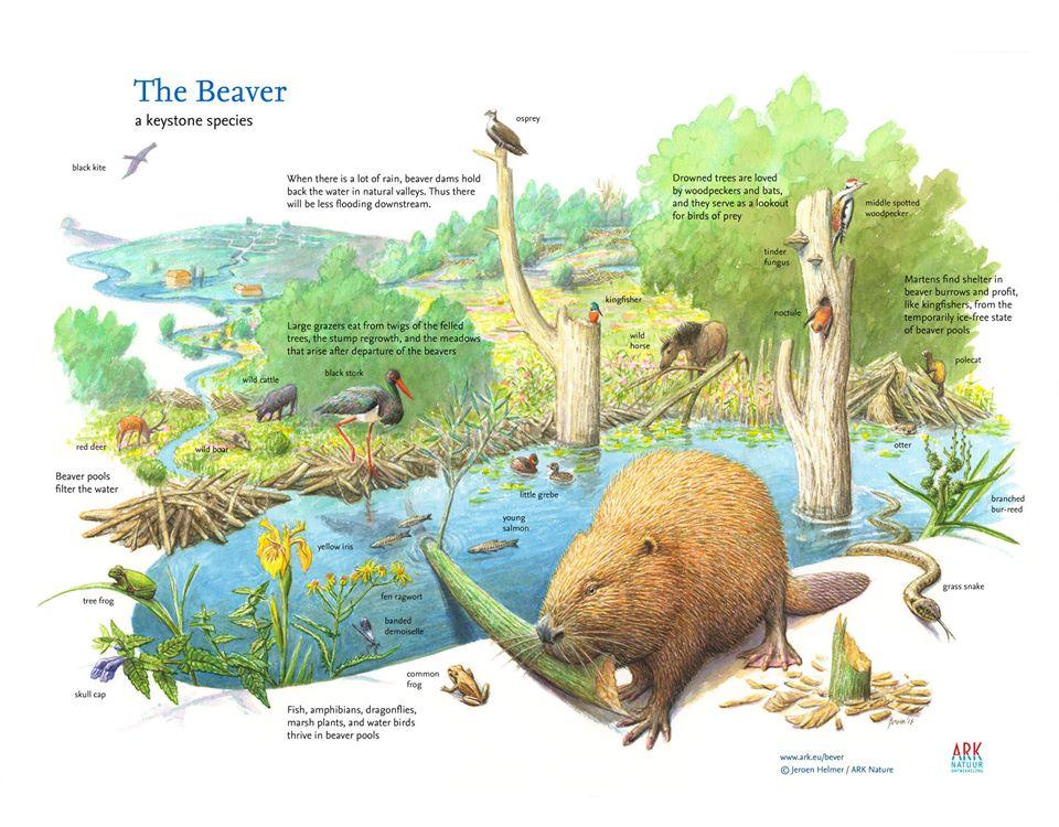 The rightful return of the beaver to Britain – EcoHustler