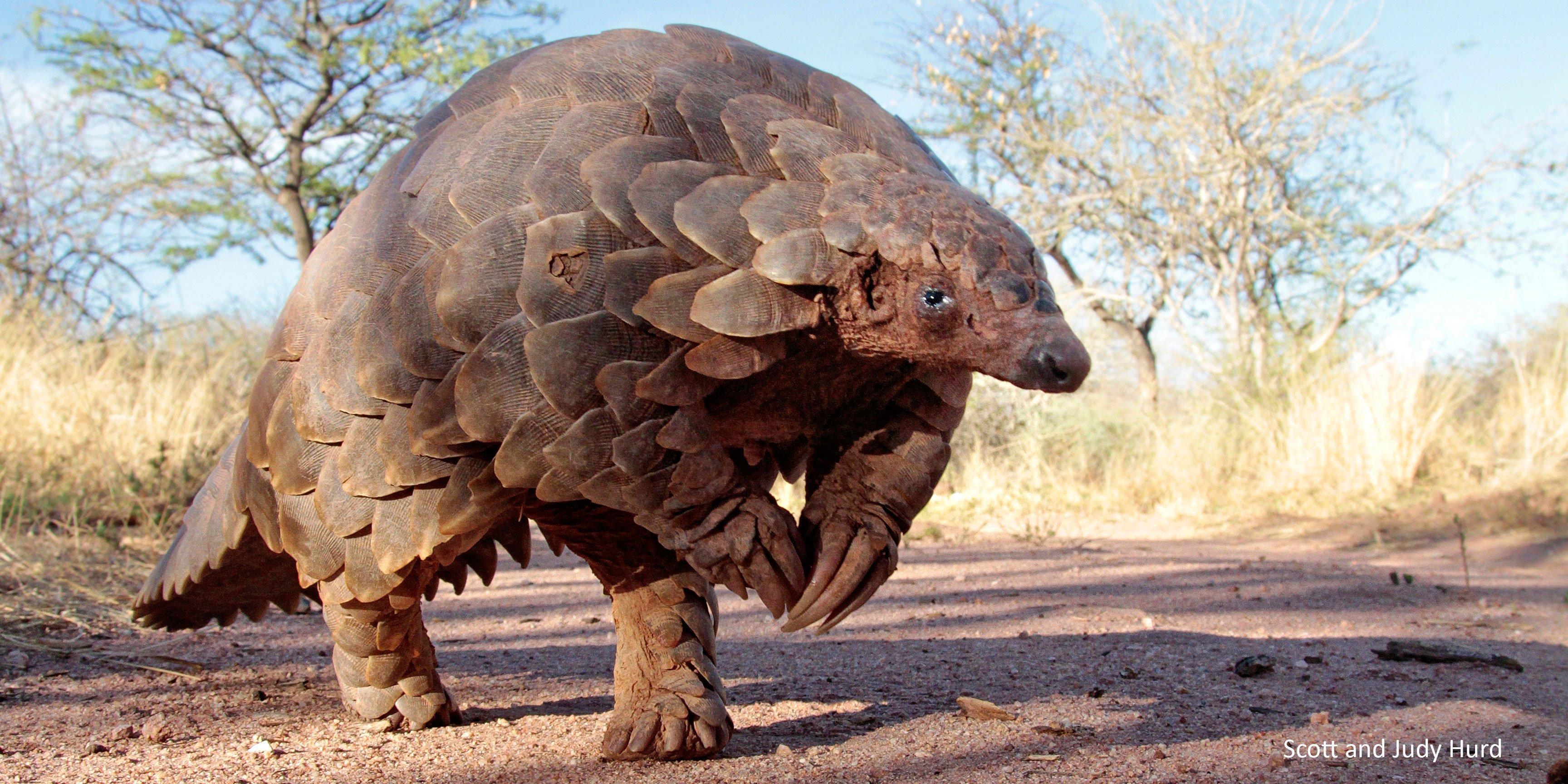 wild republic pangolin