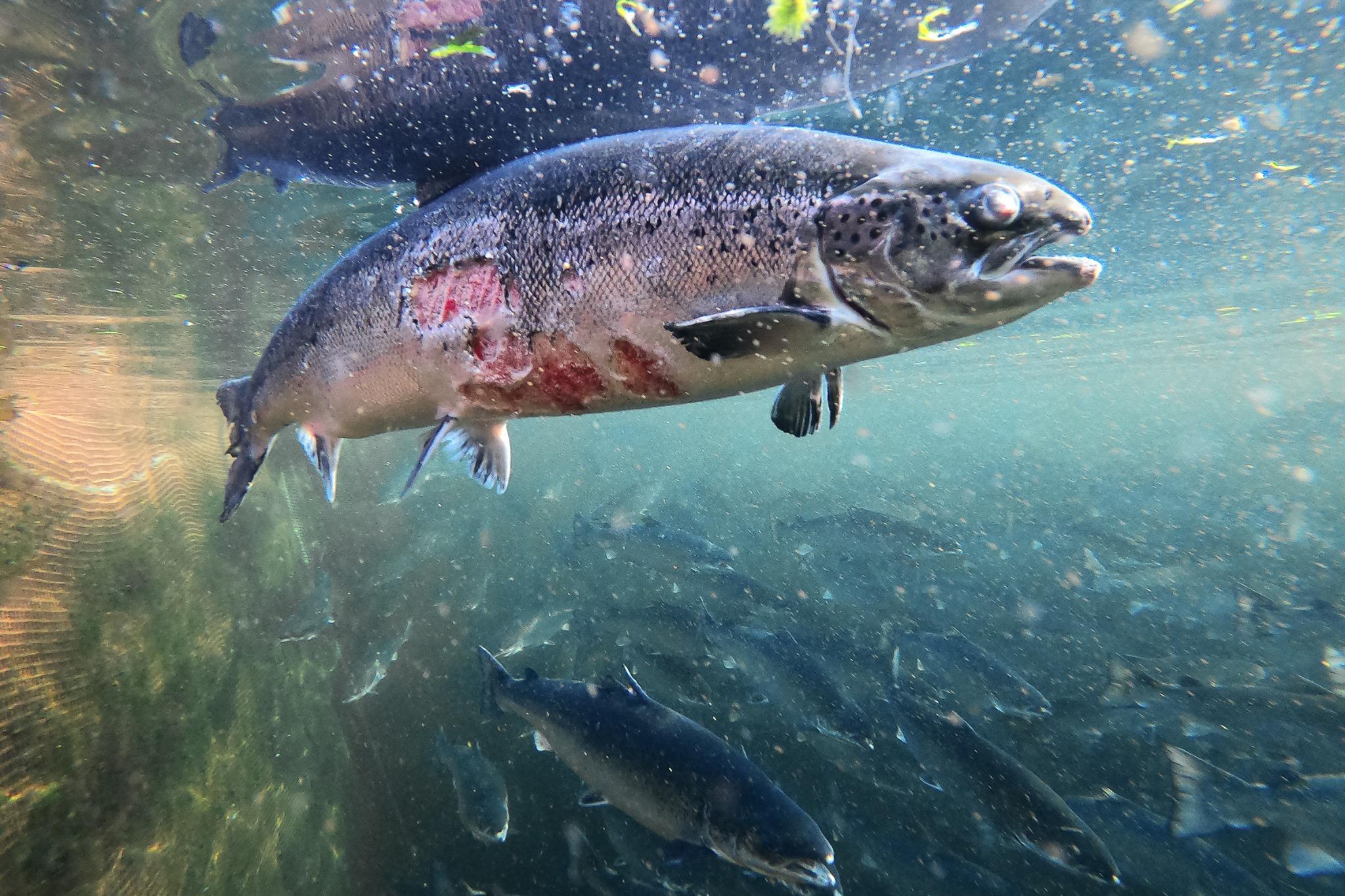 Analysis Of Disease Outbreaks On Salmon Farms Supplying Marks And ...