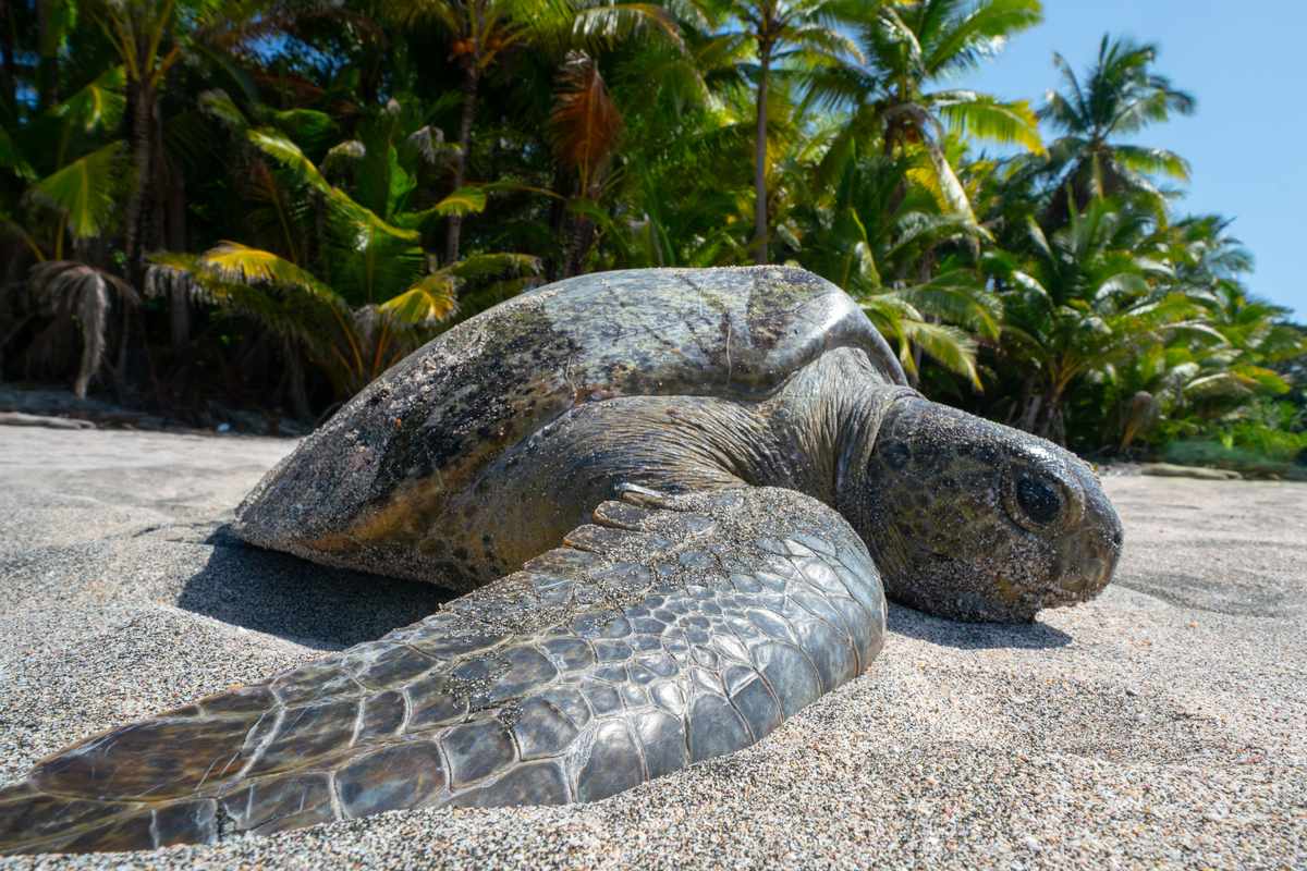 More than 50 percent of all turtle species are threatened: New