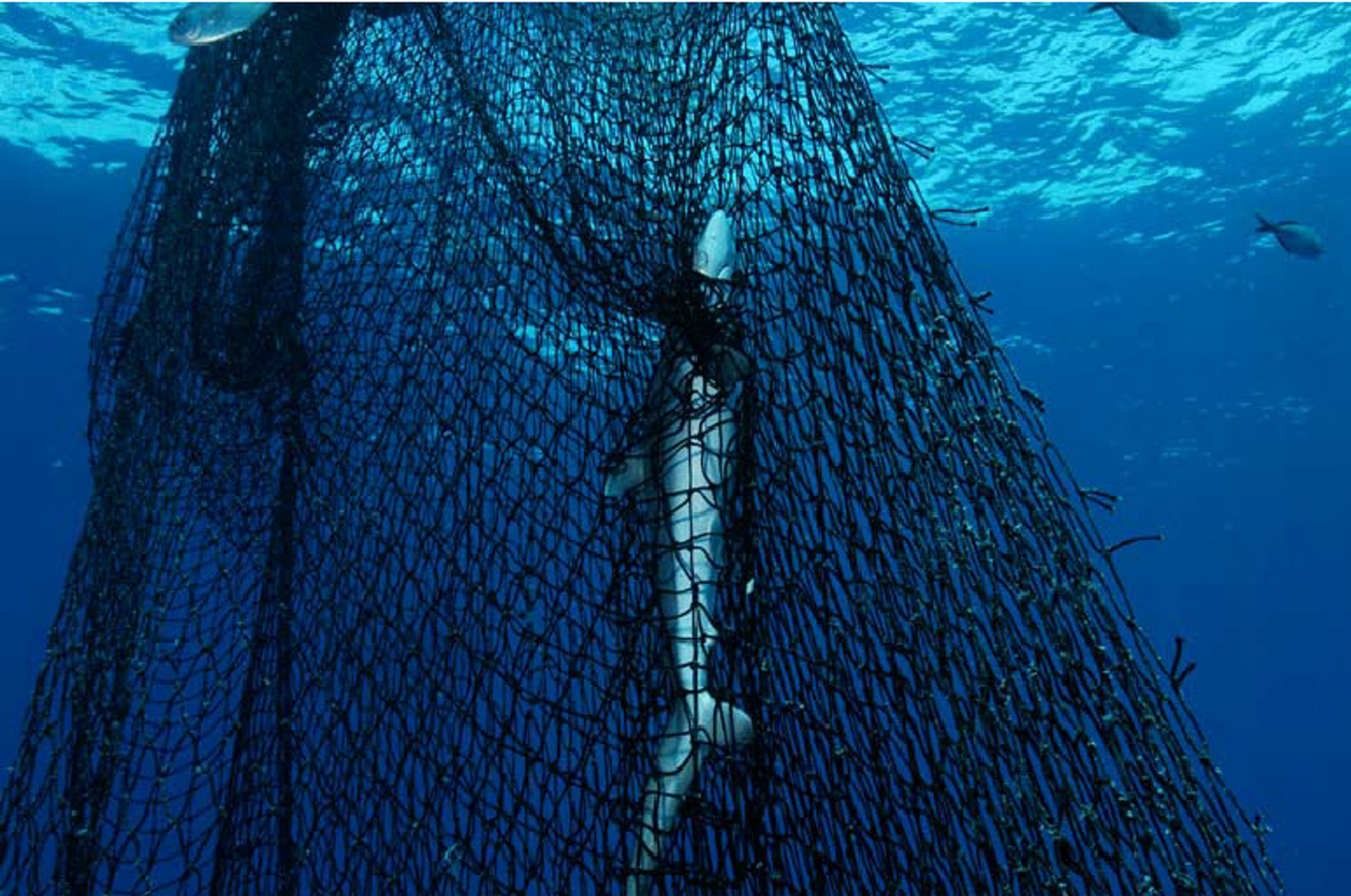 The harmful practices of trophy fishing - Blue Planet Society